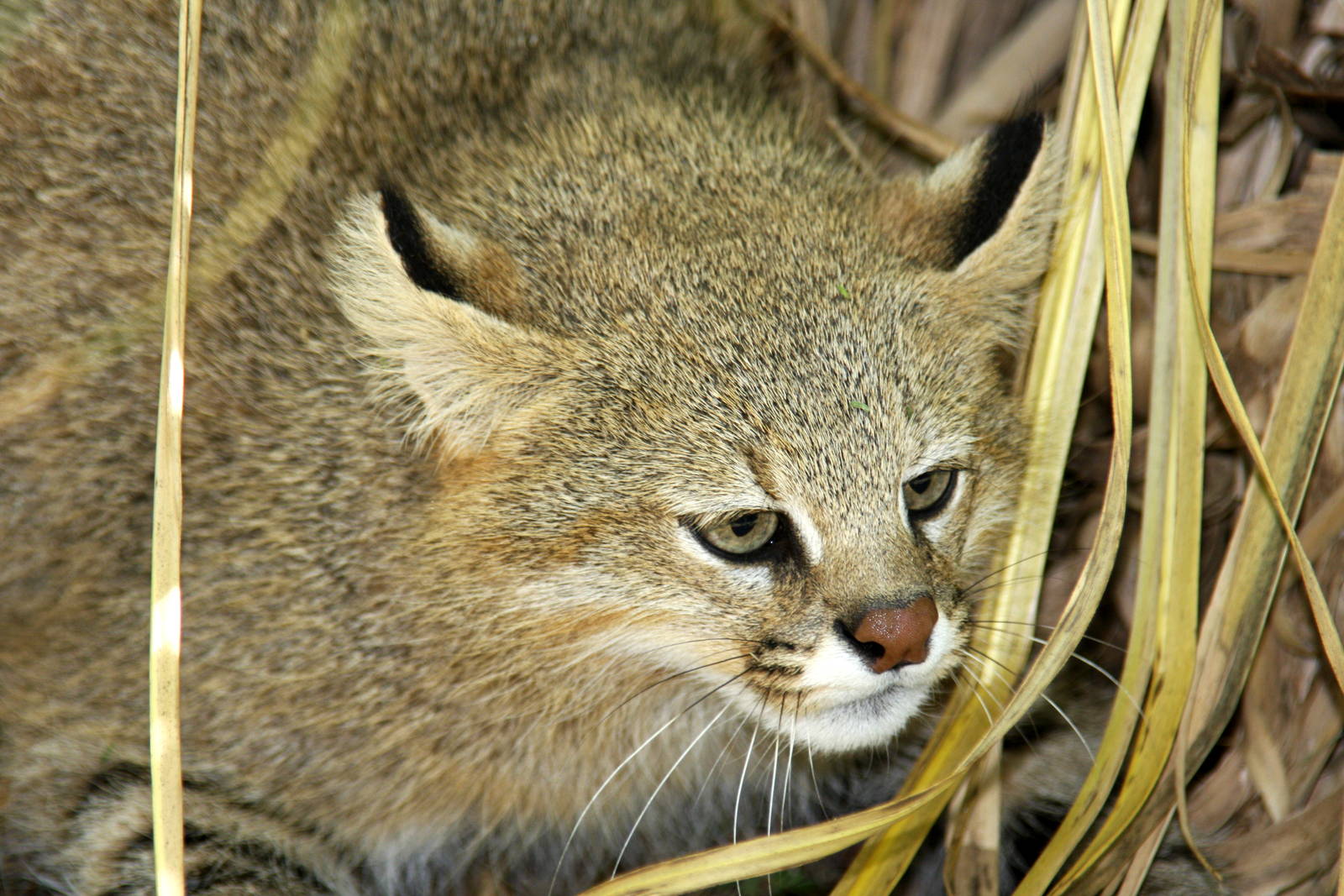 2013 Bioparque M'Bopicua