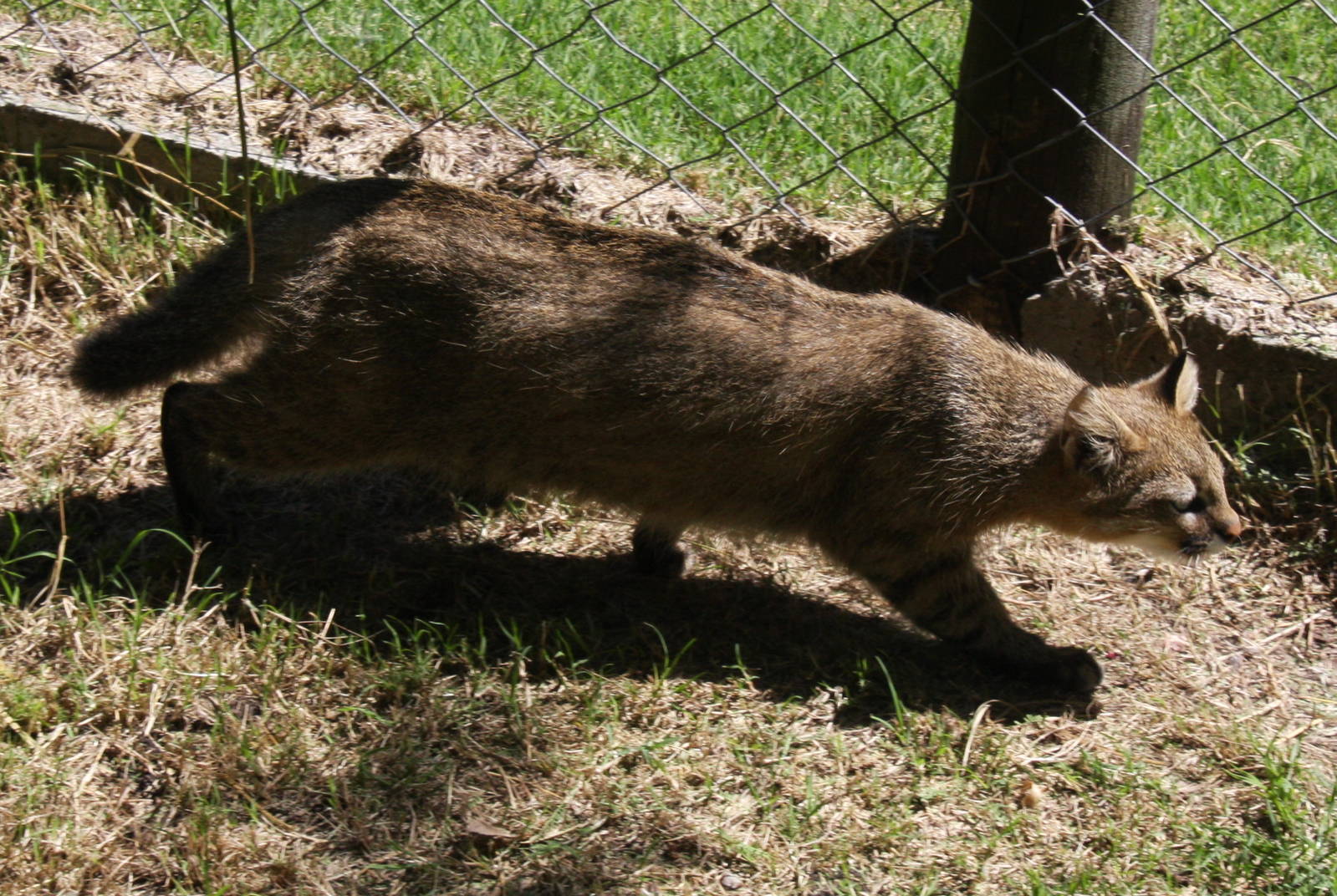 2013 Bioparque M'Bopicua