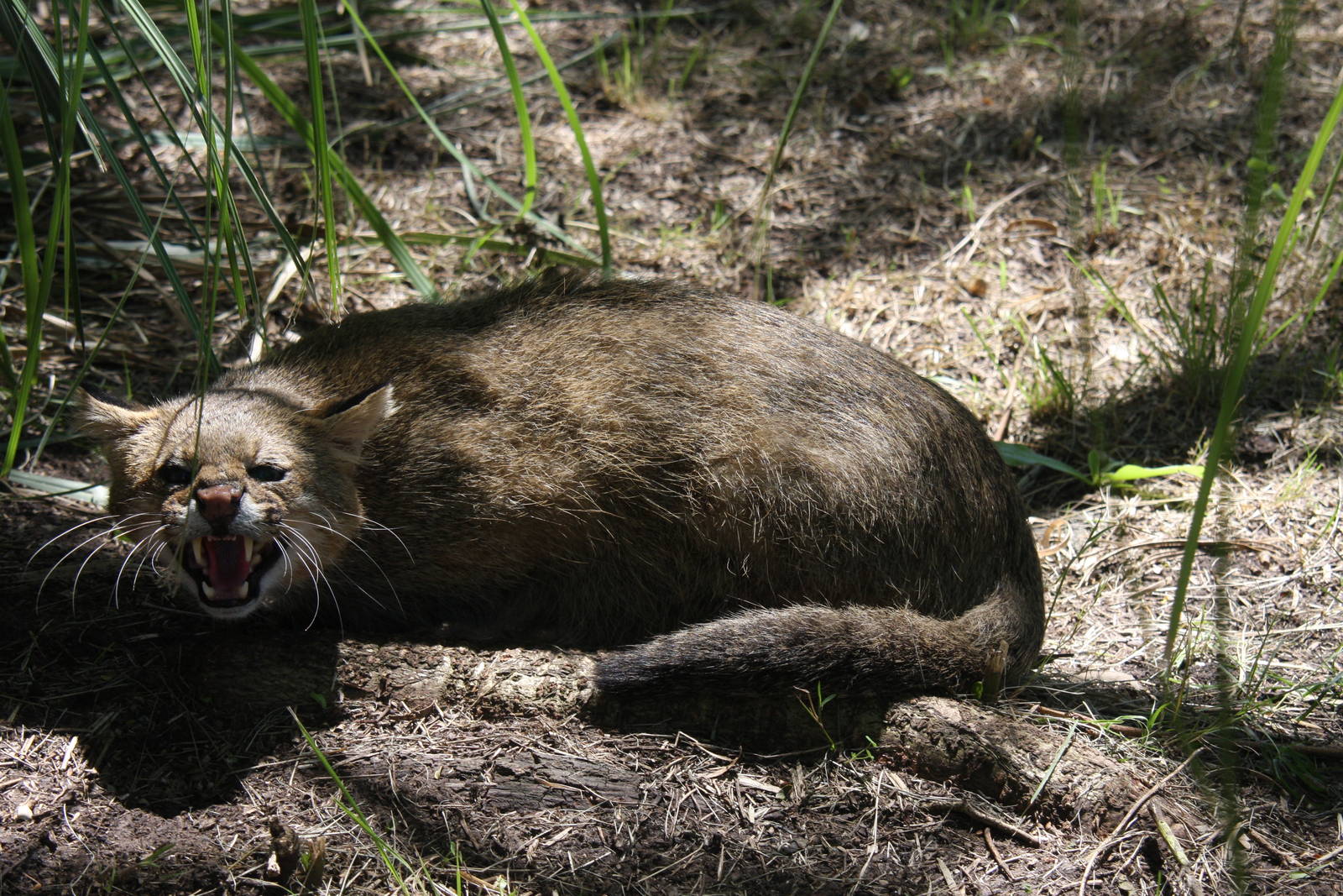 2013 Bioparque M'Bopicua