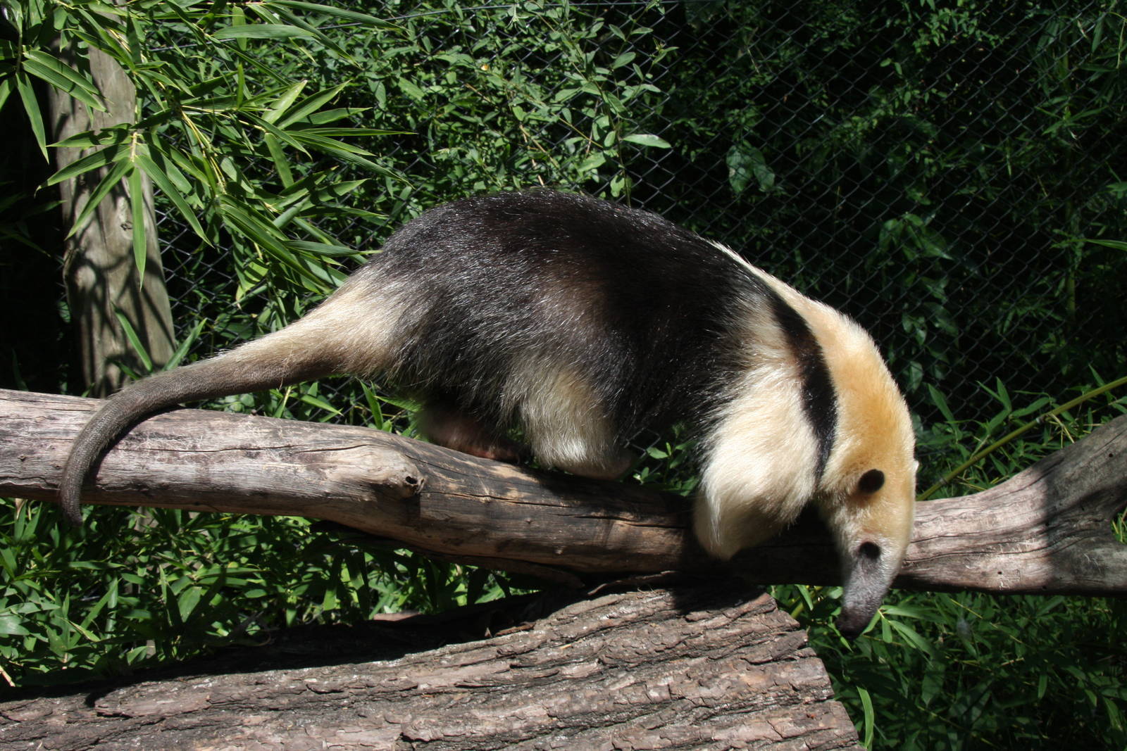 2013 Bioparque M'Bopicua