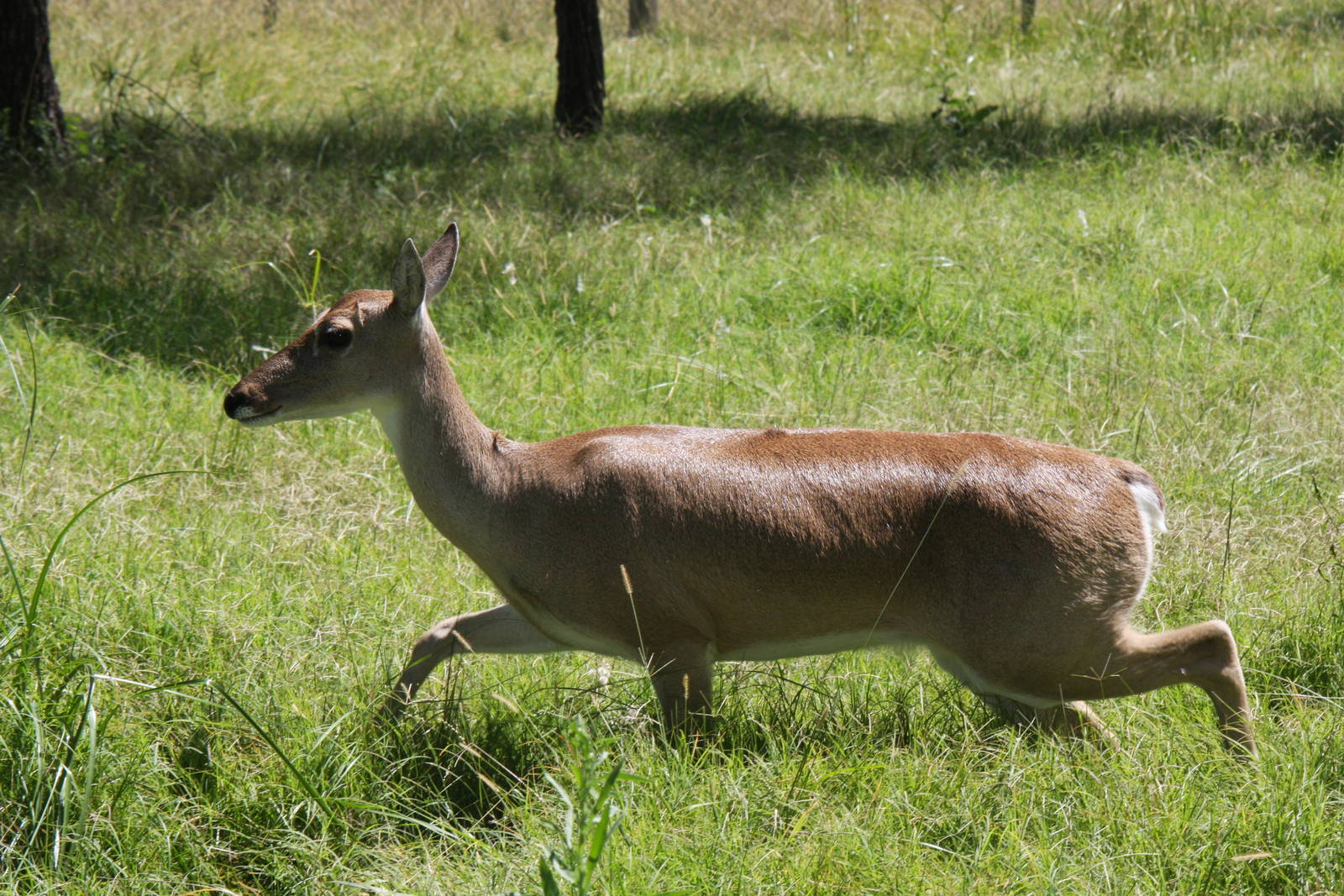2013 Bioparque M'Bopicua