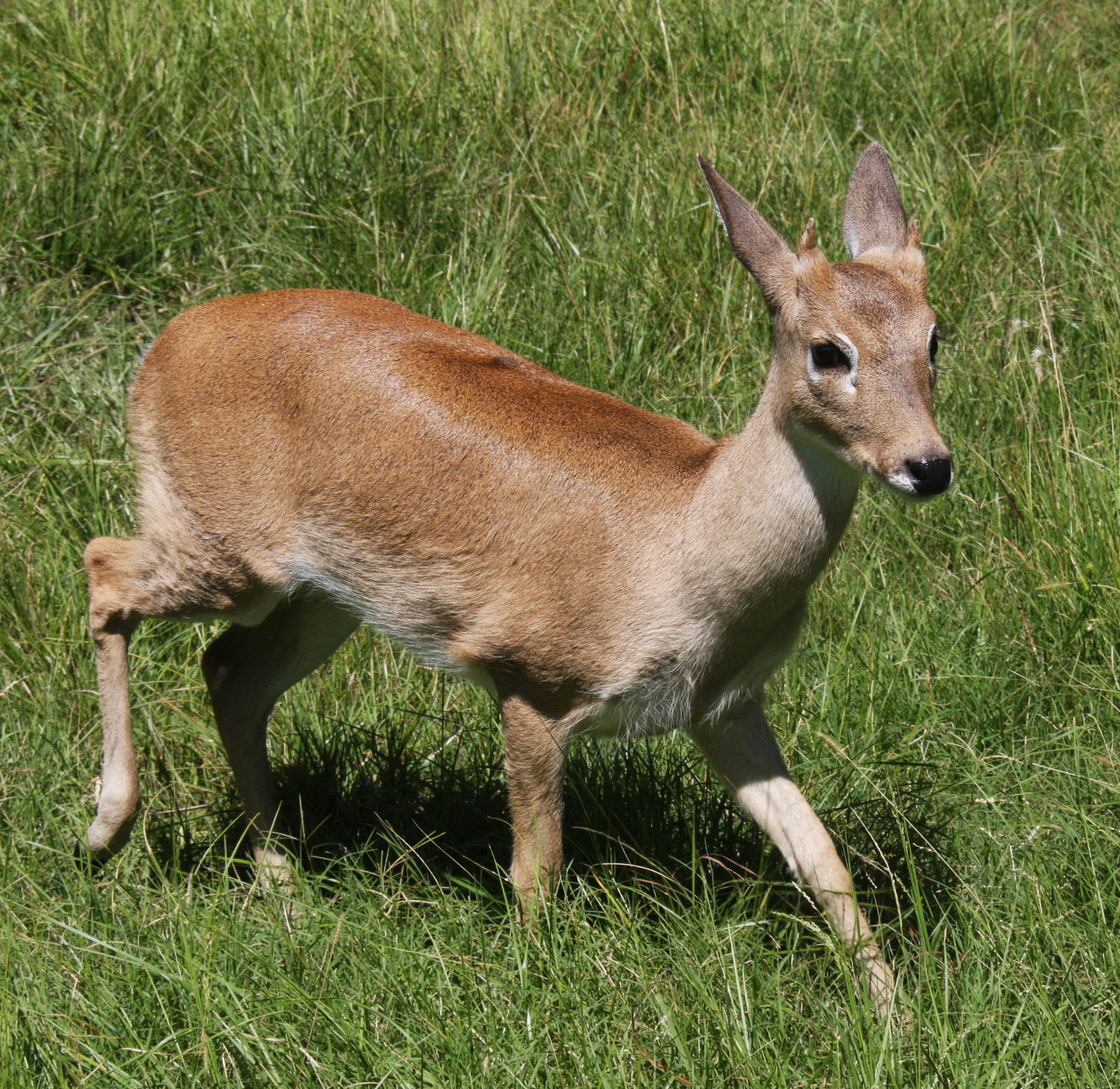 2013 Bioparque M'Bopicua