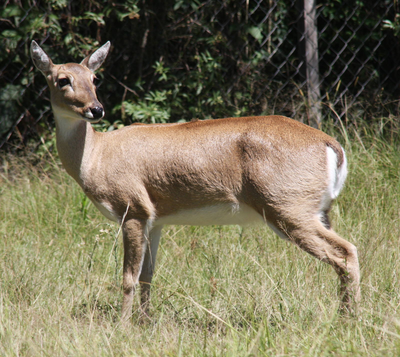 2013 Bioparque M'Bopicua