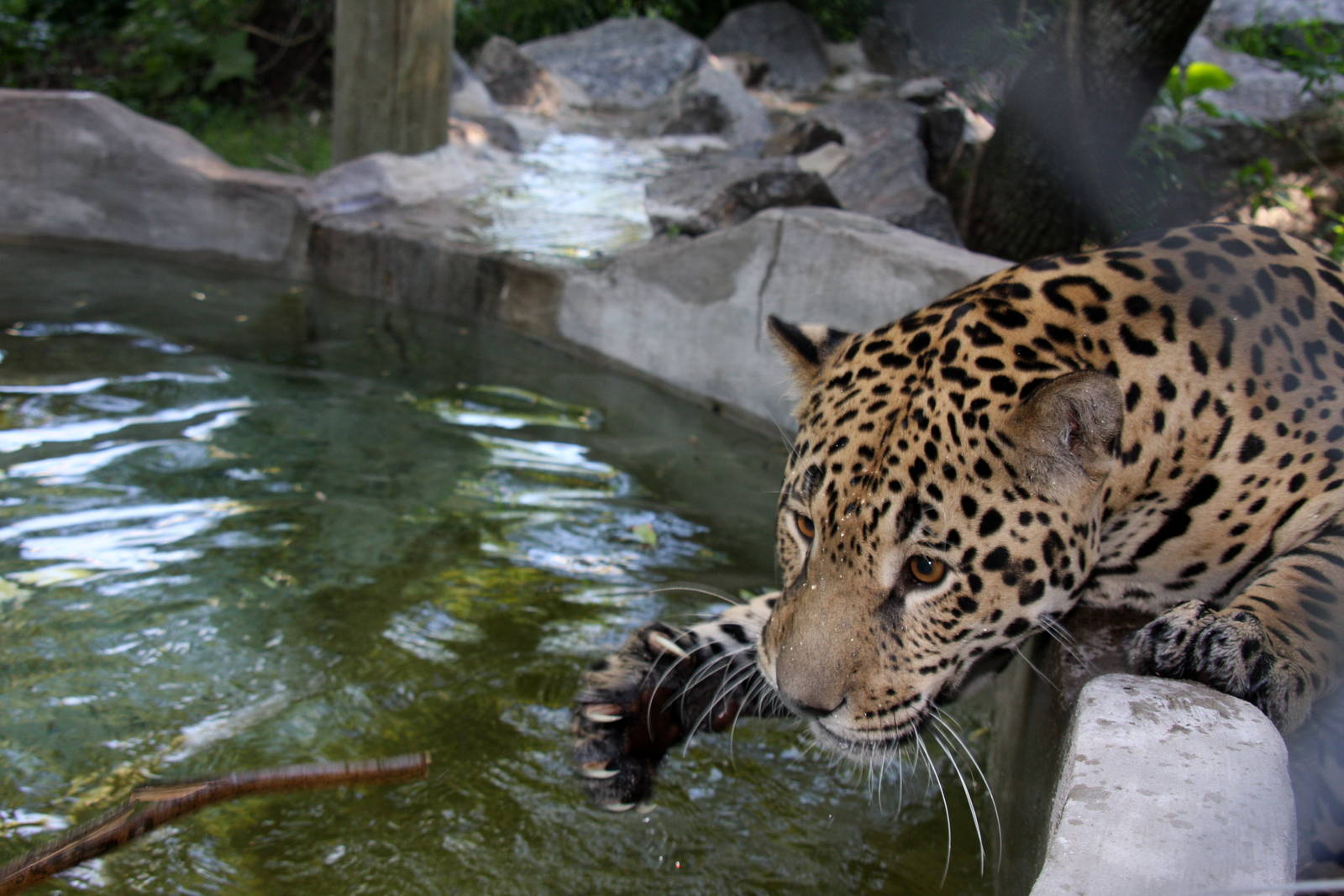 2013 Bioparque M'Bopicua