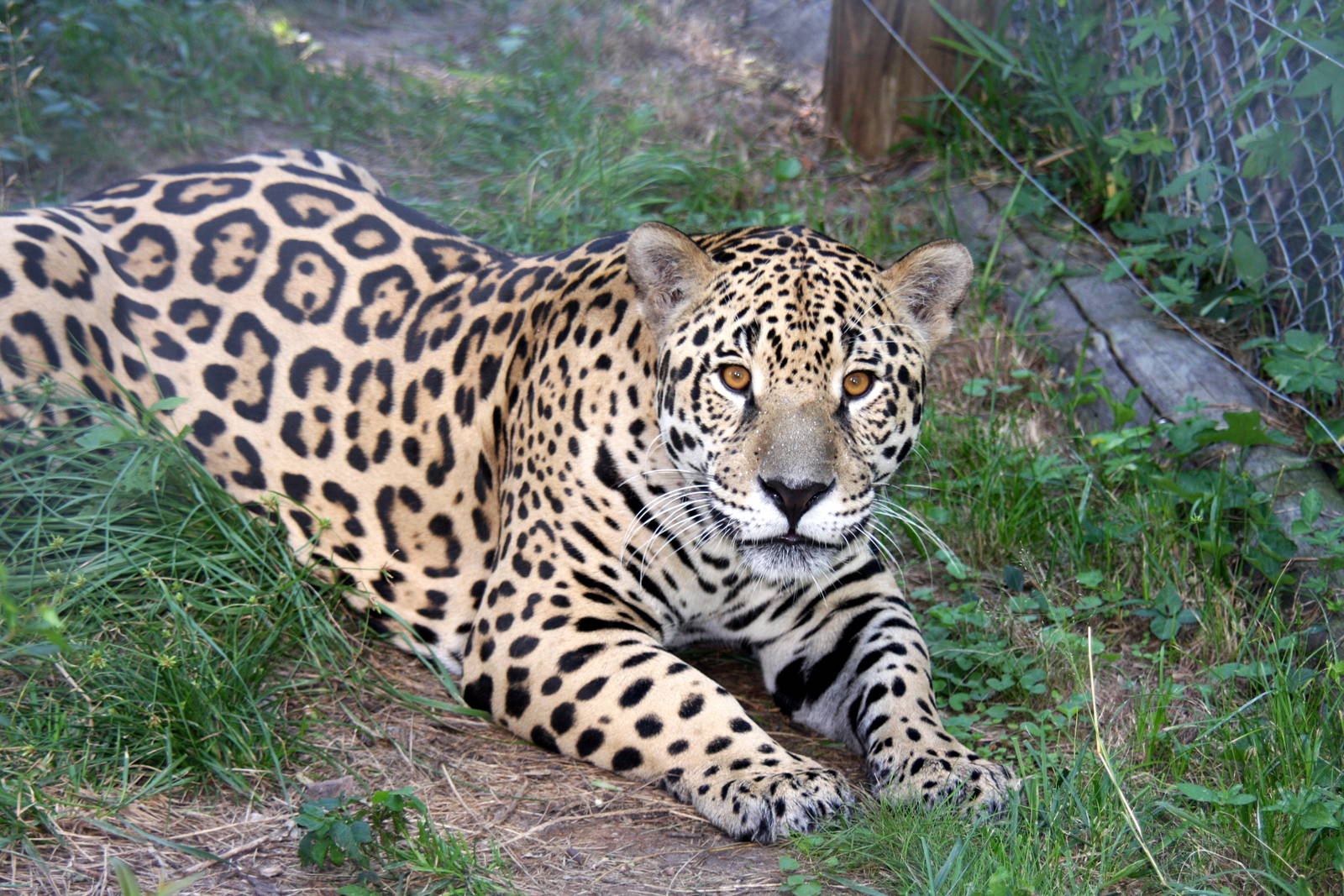 2013 Bioparque M'Bopicua