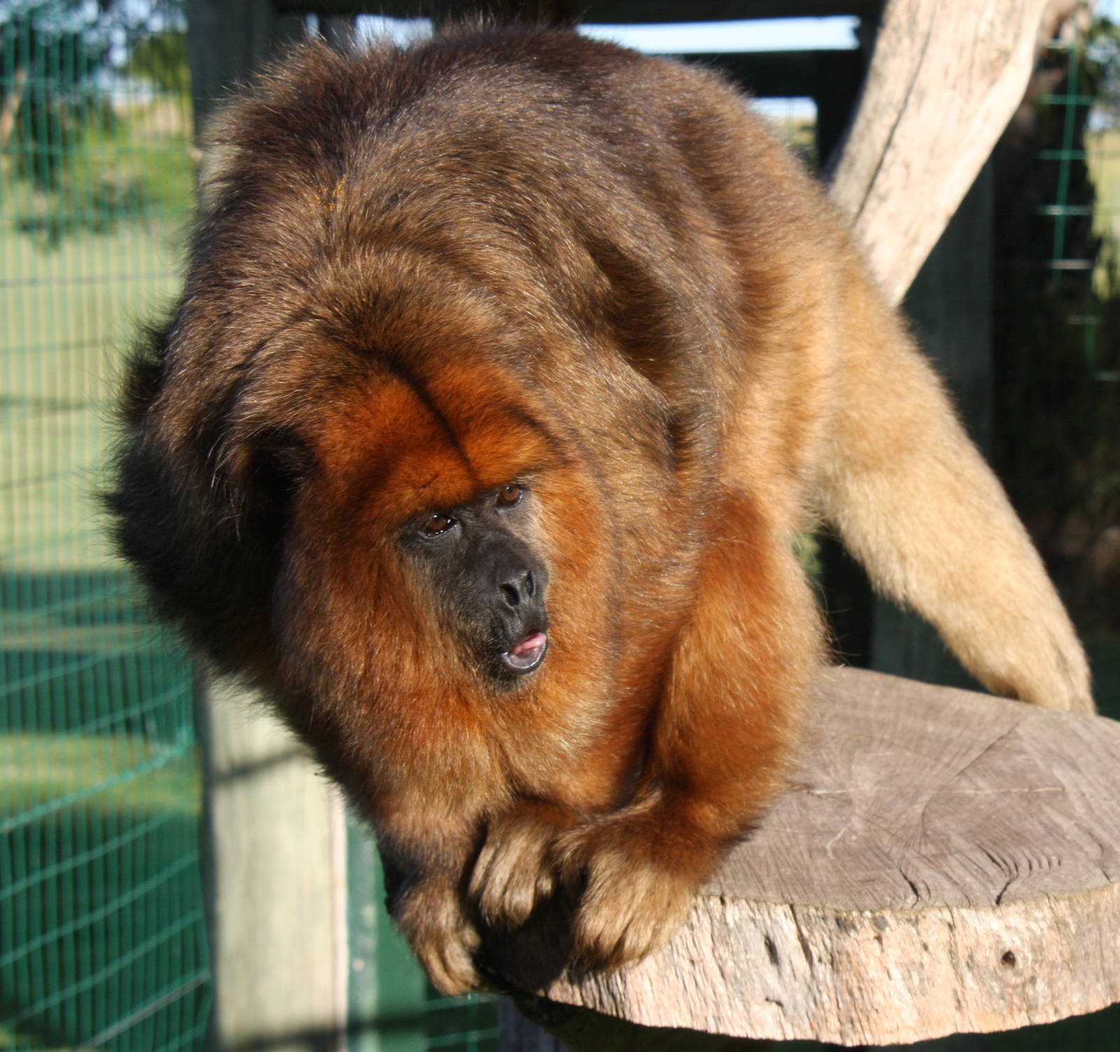 2013 Bioparque M'Bopicua
