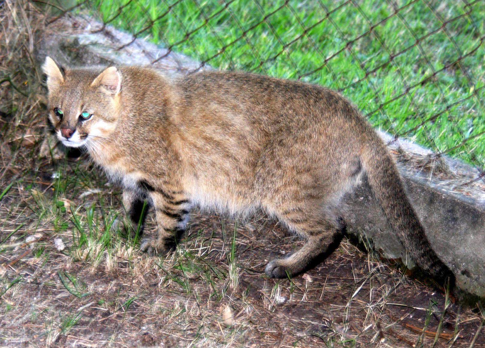 2013 Bioparque M'Bopicua