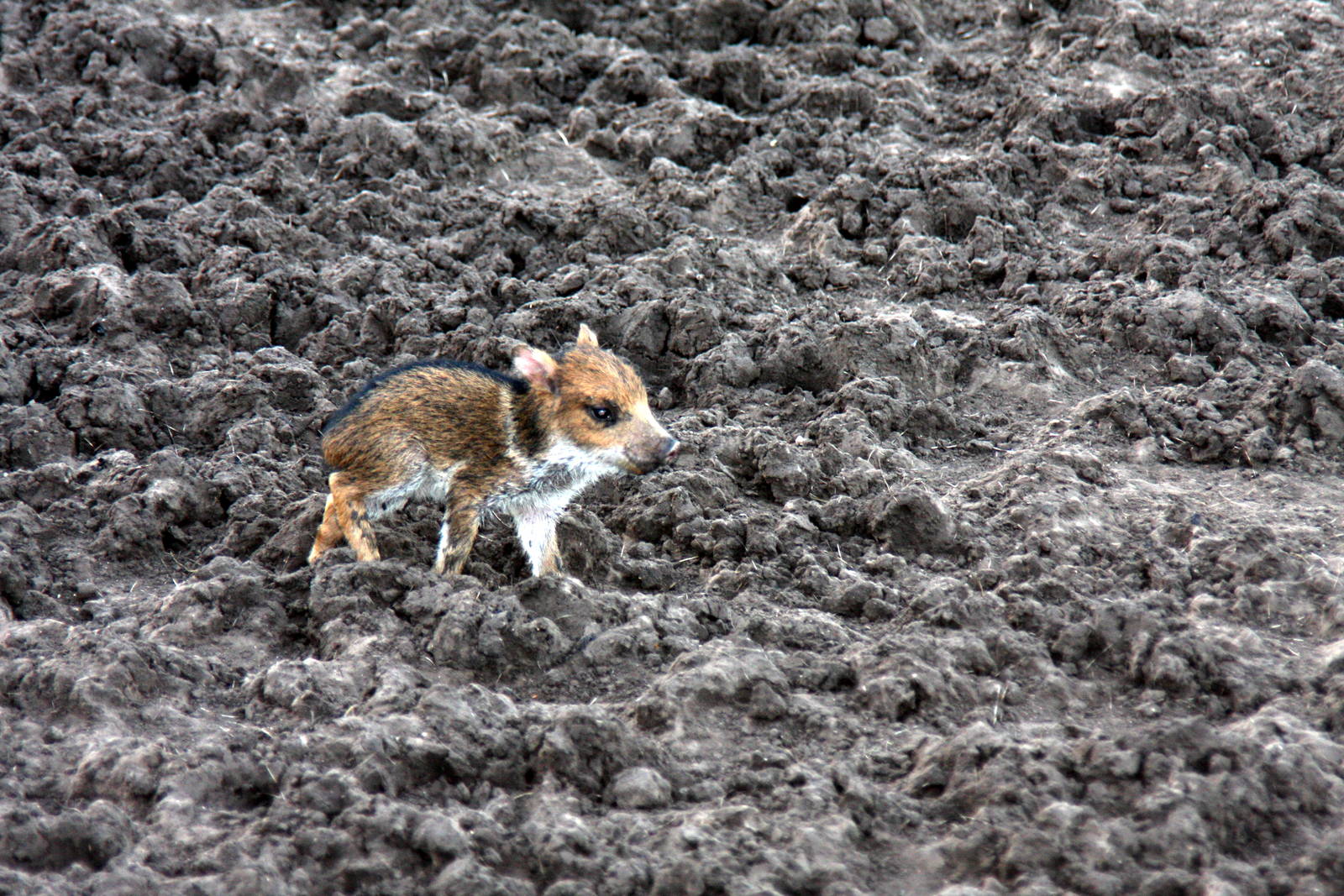 2013 Bioparque M'Bopicua