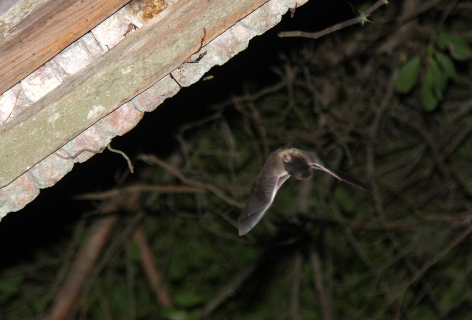 2013 Bioparque M'Bopicua