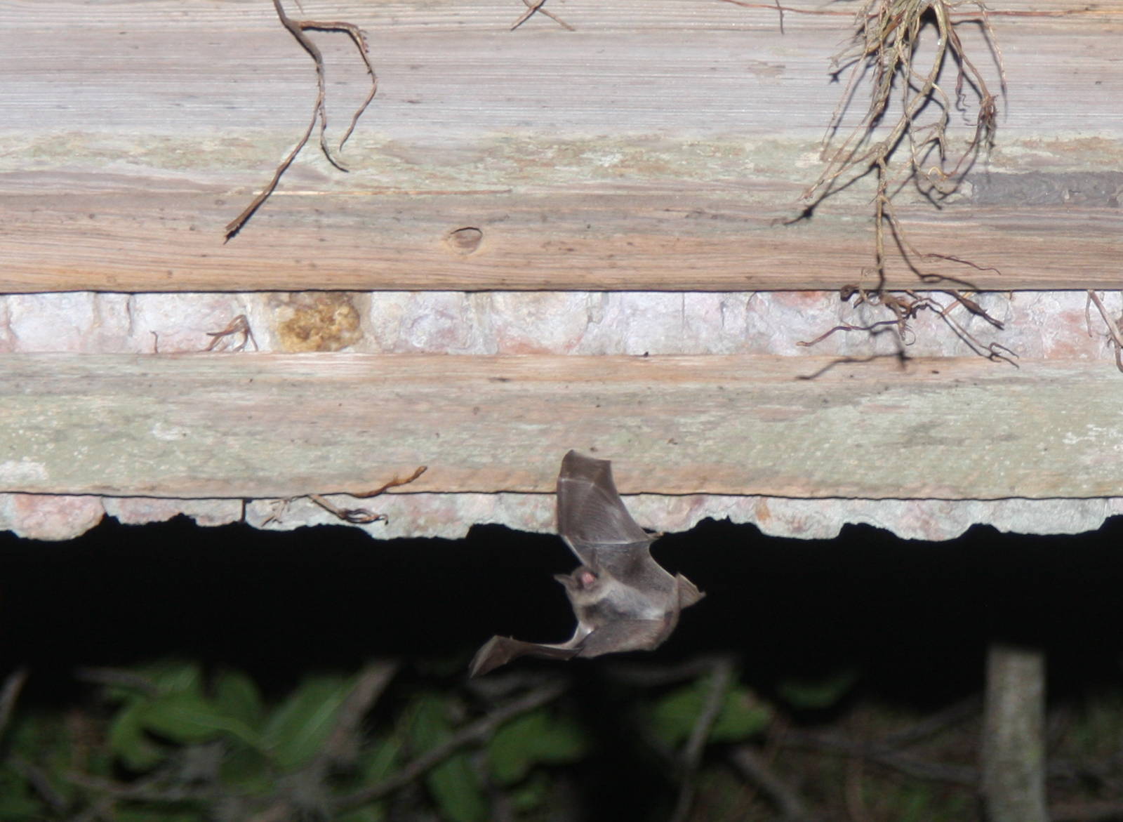 2013 Bioparque M'Bopicua