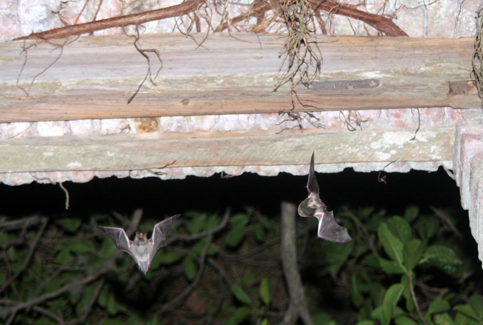 2013 Bioparque M'Bopicua