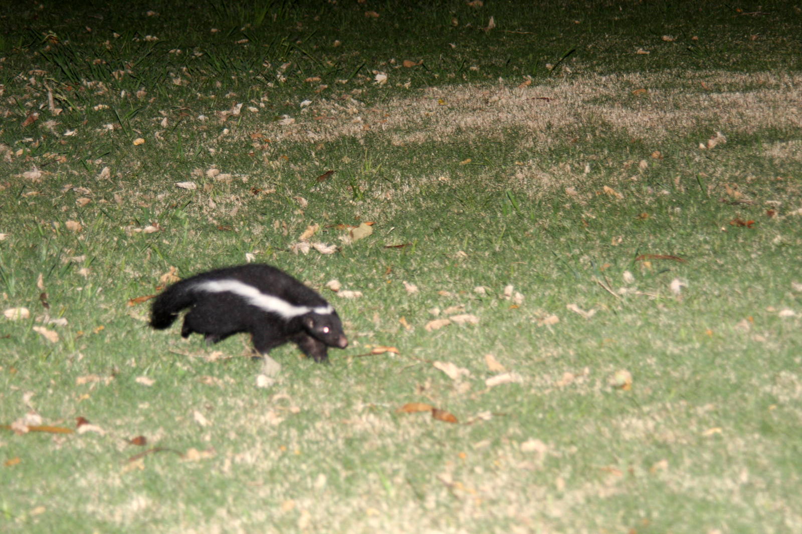 2013 Bioparque M'Bopicua