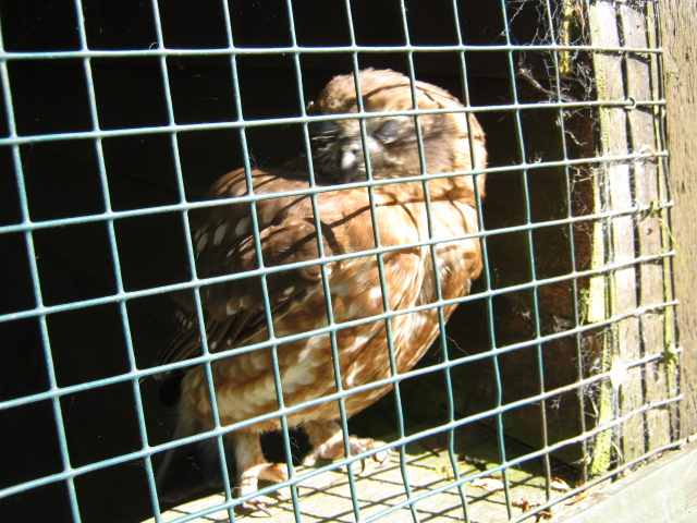 2013 bred Boobook Owl - Oscar.