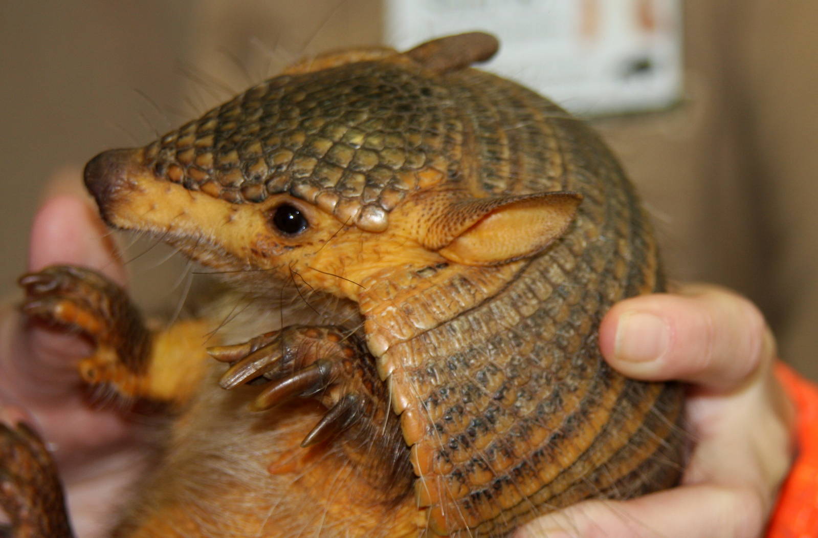 2013: Brookfield Zoo