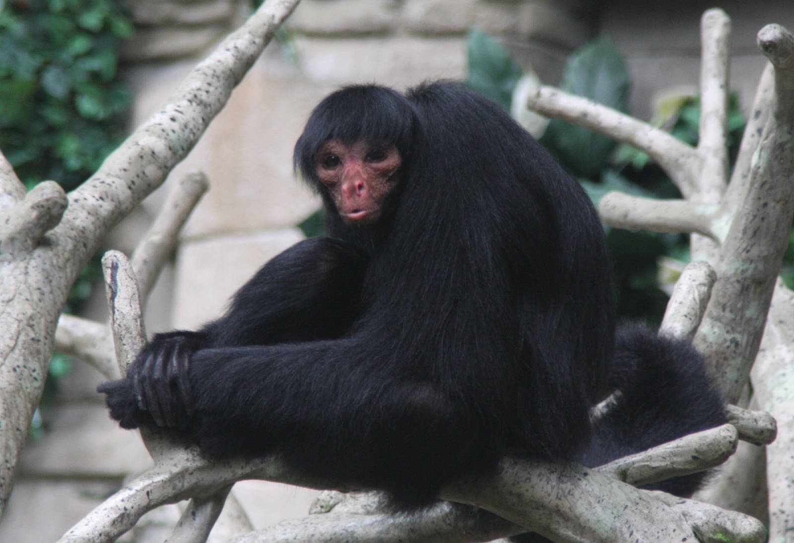 2013: Brookfield Zoo
