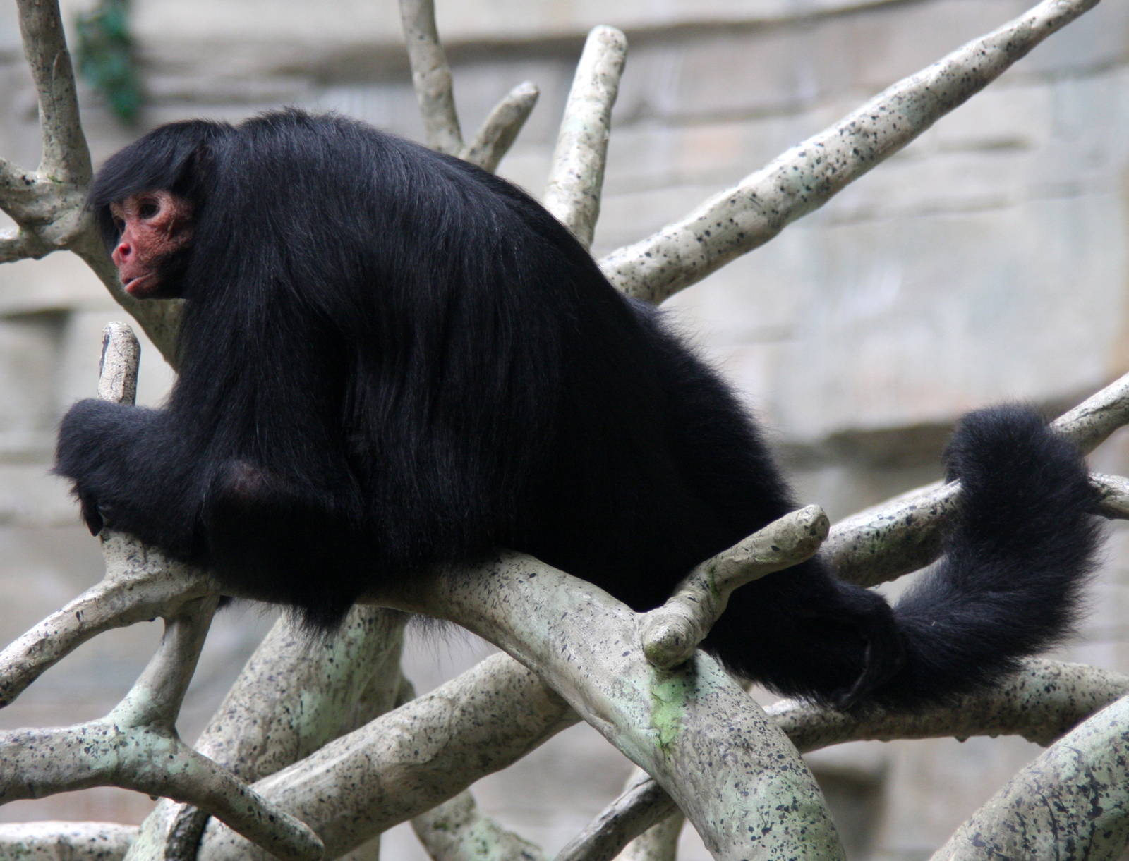 2013: Brookfield Zoo