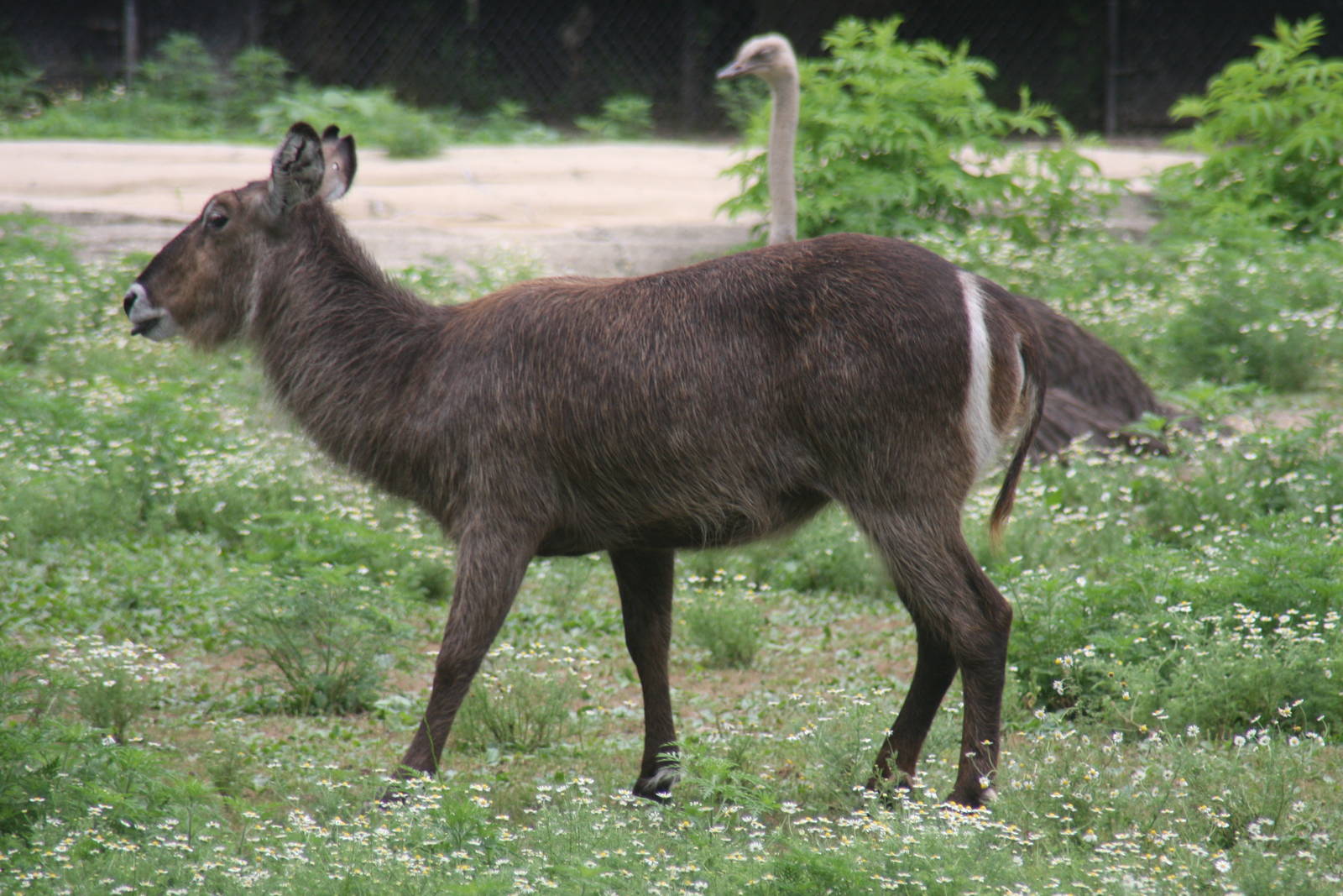 2013: Brookfield Zoo