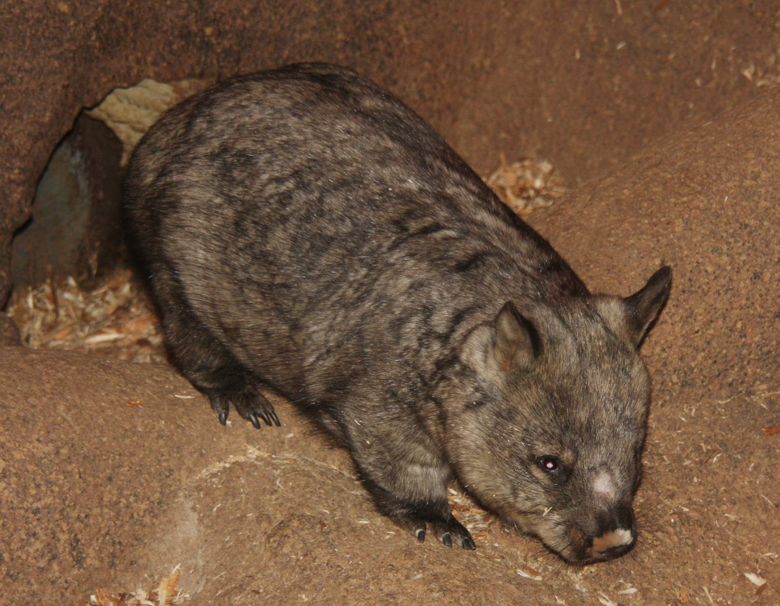 2013: Brookfield Zoo