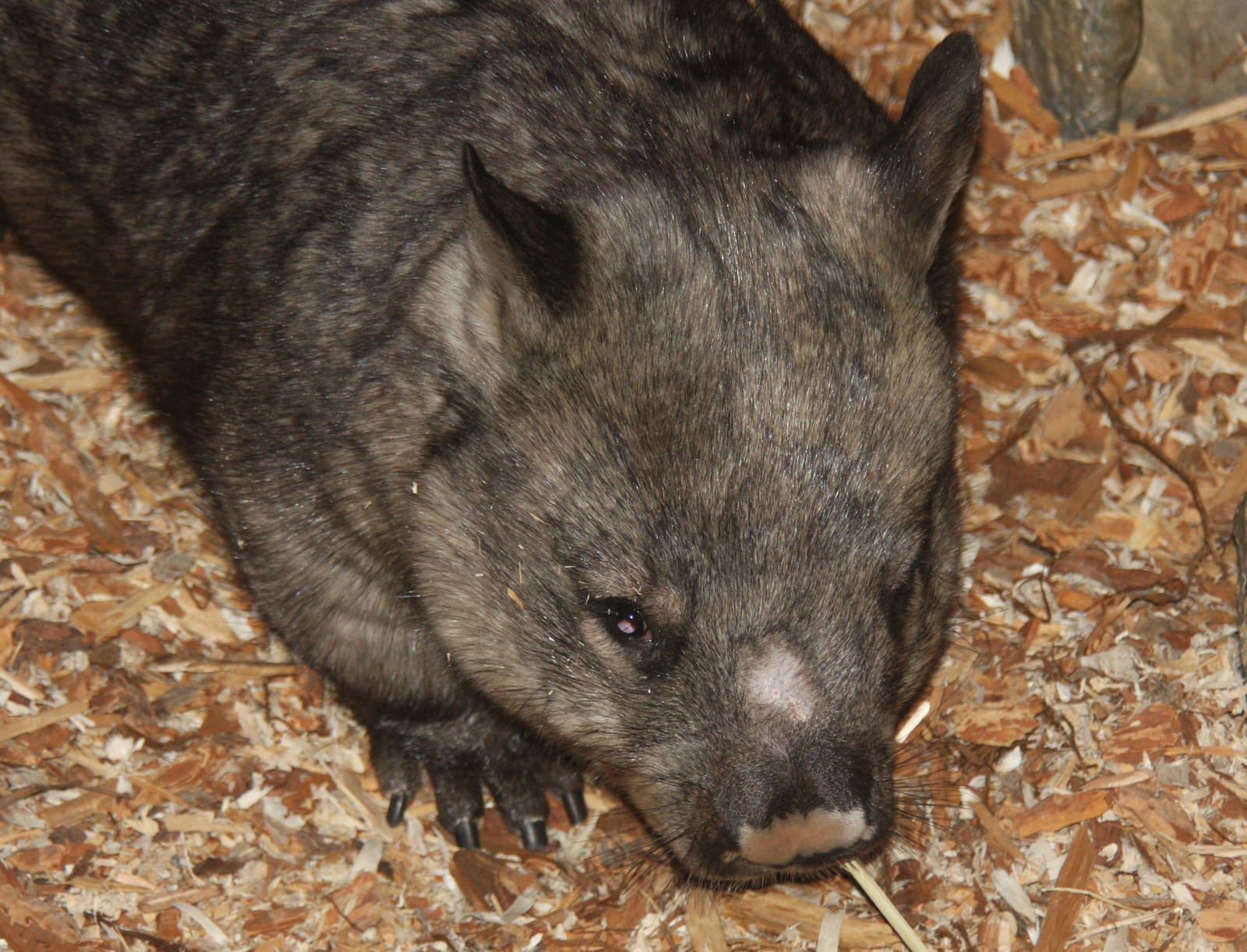2013: Brookfield Zoo