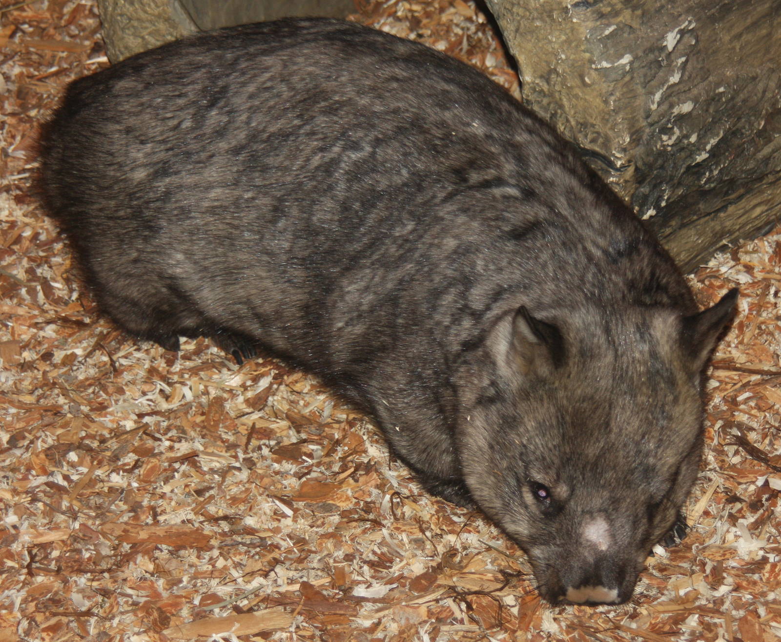 2013: Brookfield Zoo