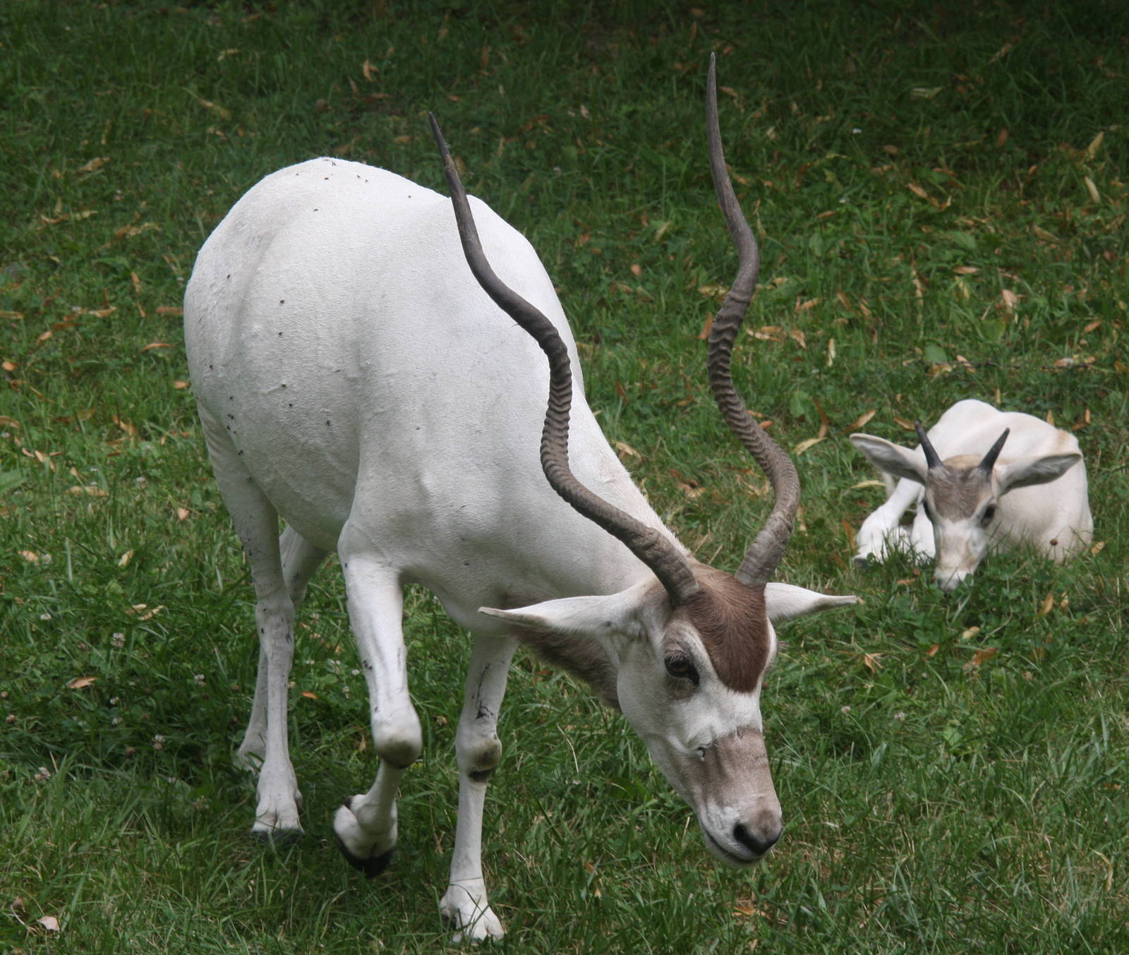 2013: Brookfield Zoo