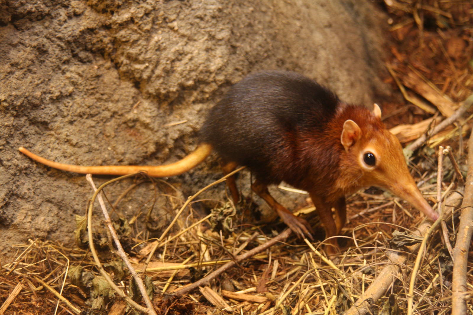 2013: Brookfield Zoo