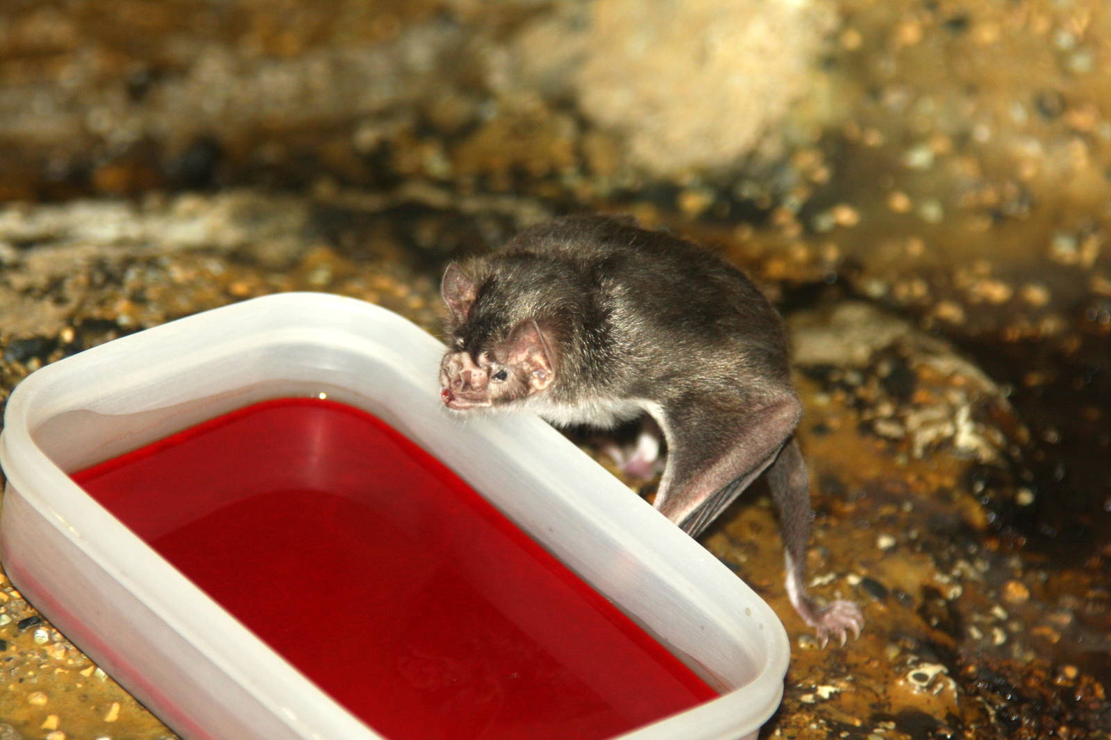 2013: Brookfield Zoo