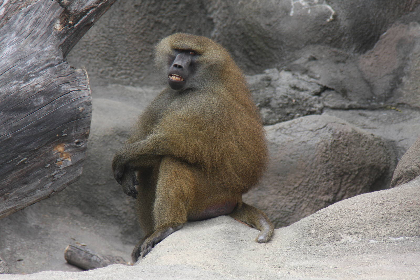 2013: Brookfield Zoo