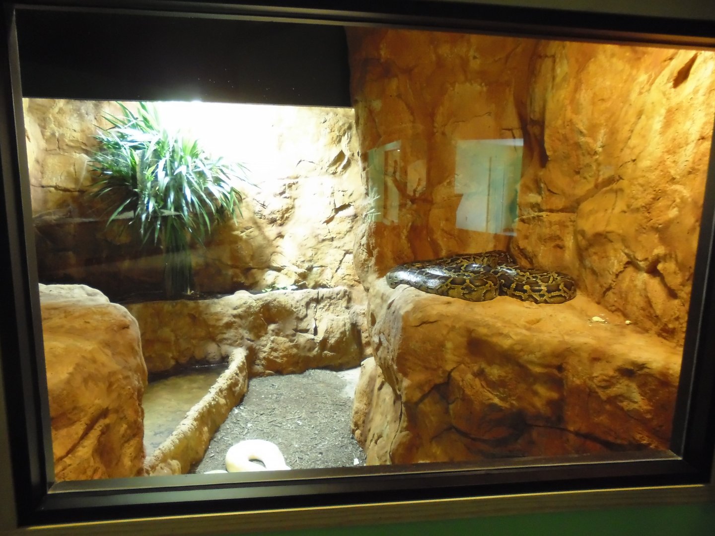 2013 - Burmese Python Exhibit