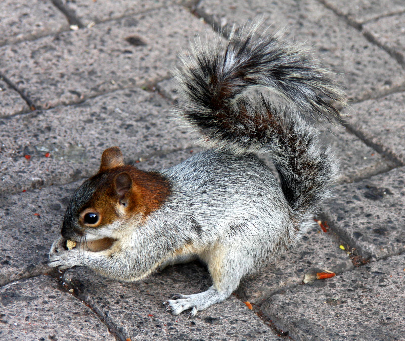 2013 Chapultepec Zoo