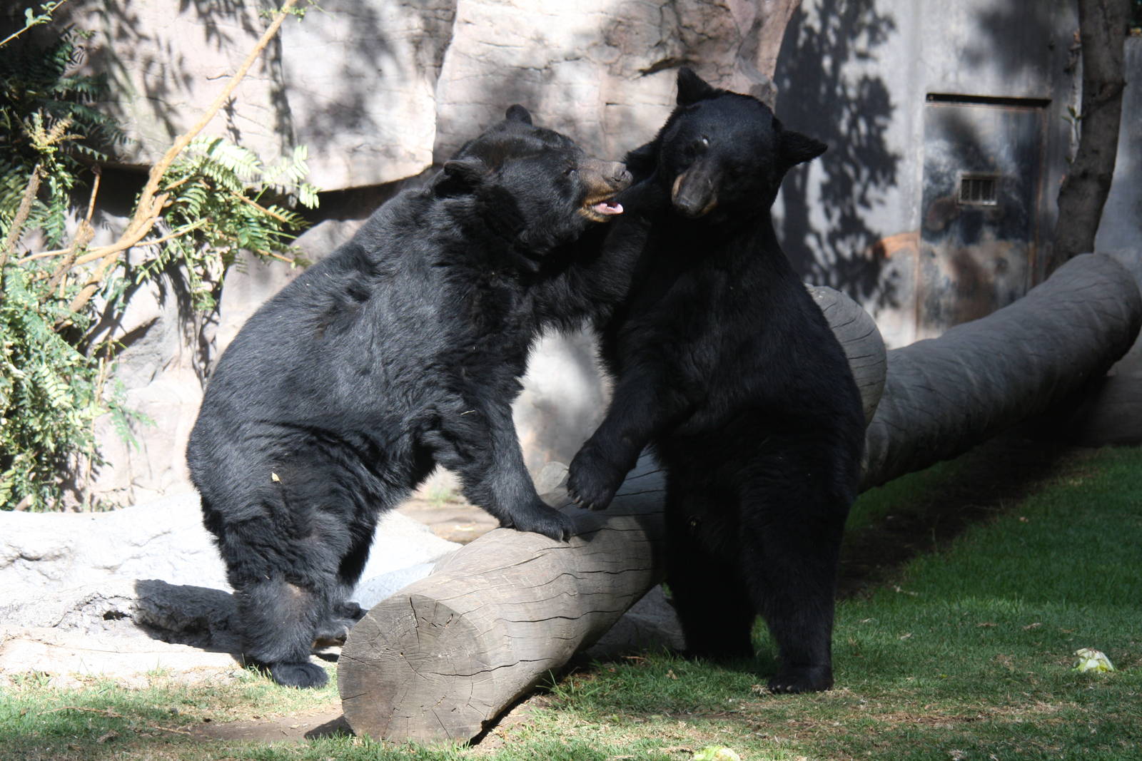 2013 Chapultepec Zoo