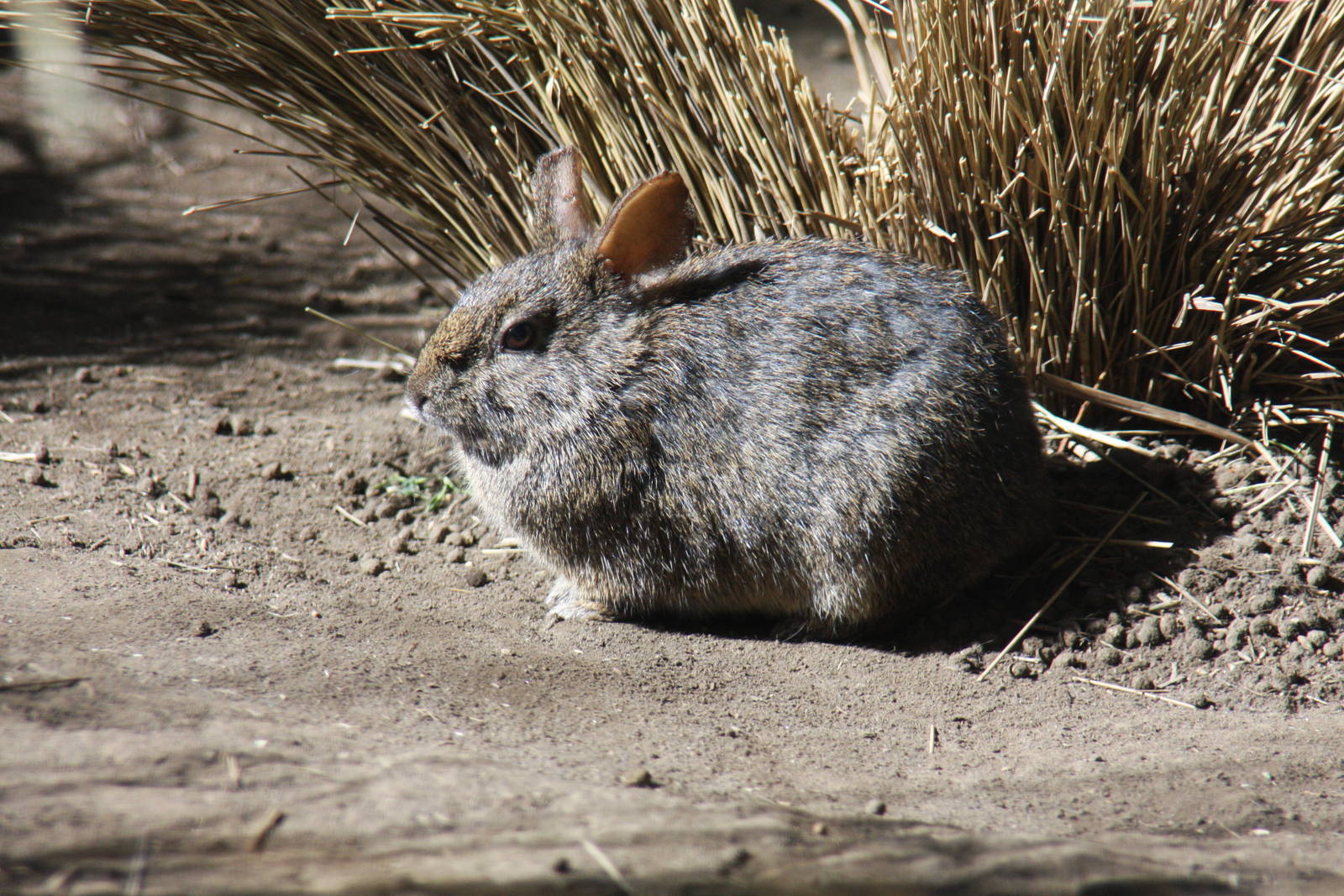 2013 Chapultepec Zoo