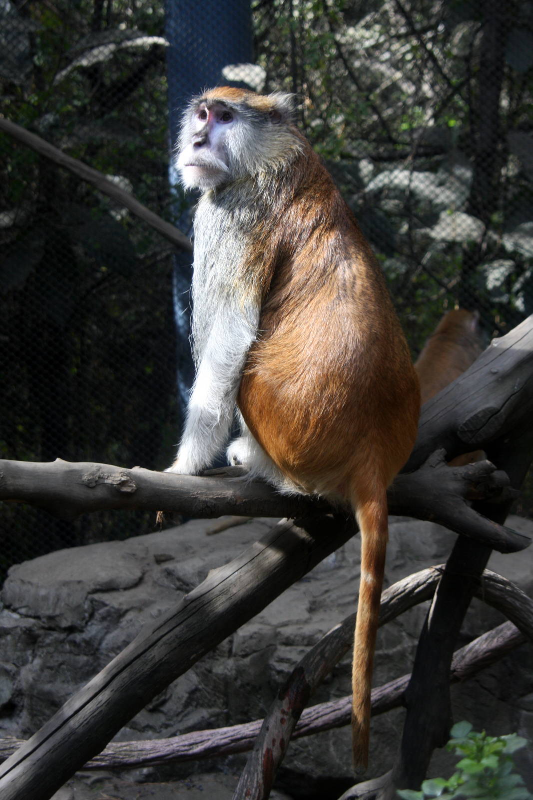 2013 Chapultepec Zoo