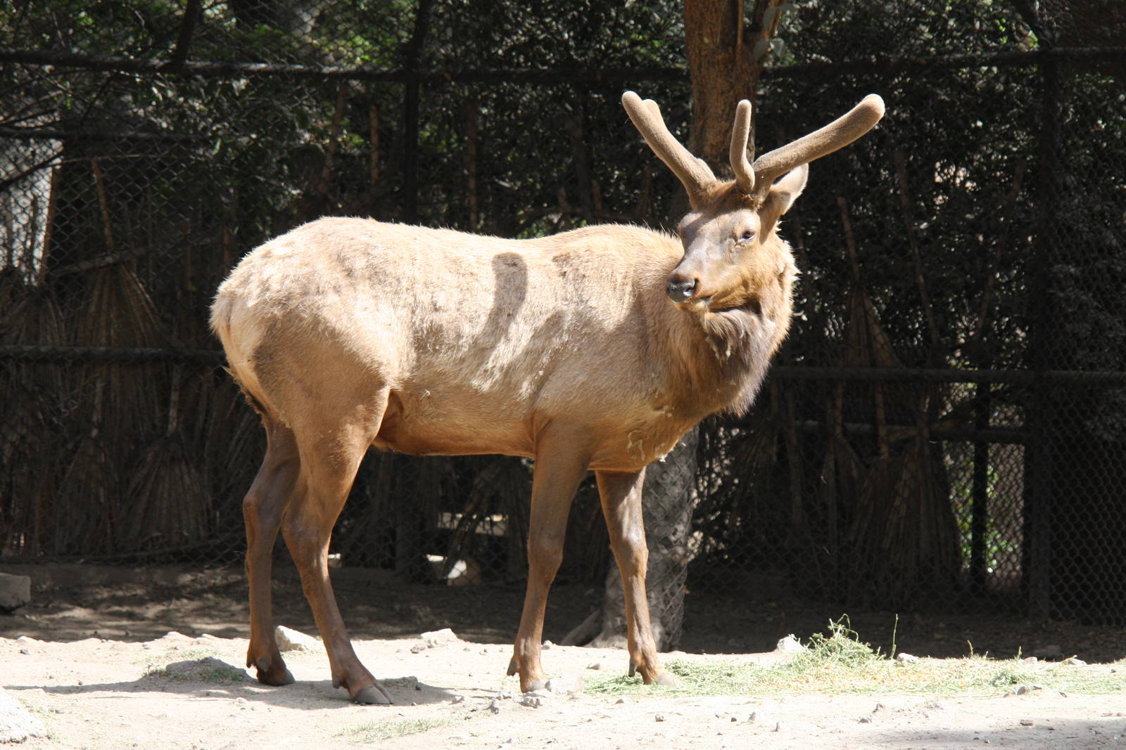 2013 Chapultepec Zoo