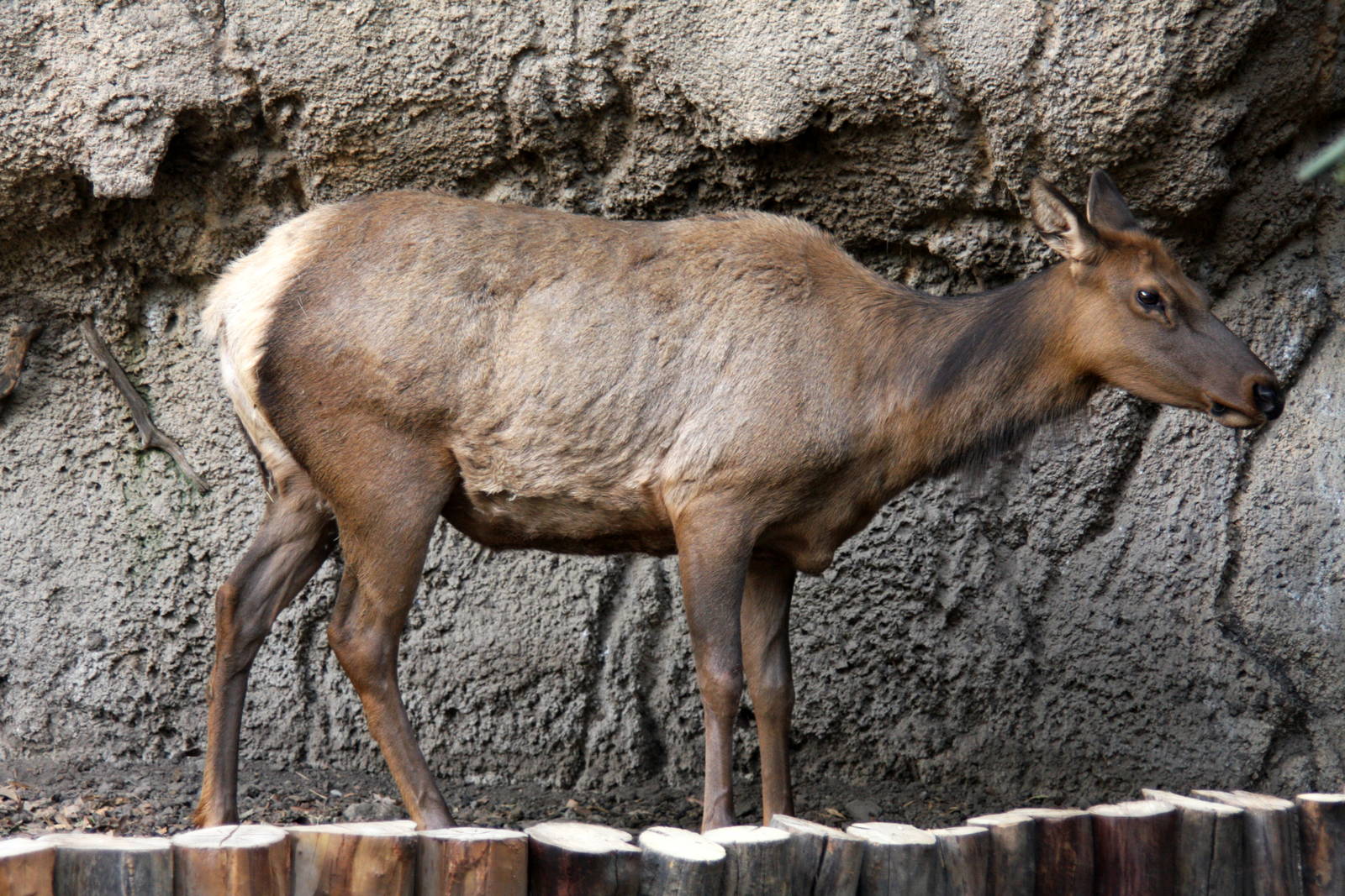 2013 Chapultepec Zoo