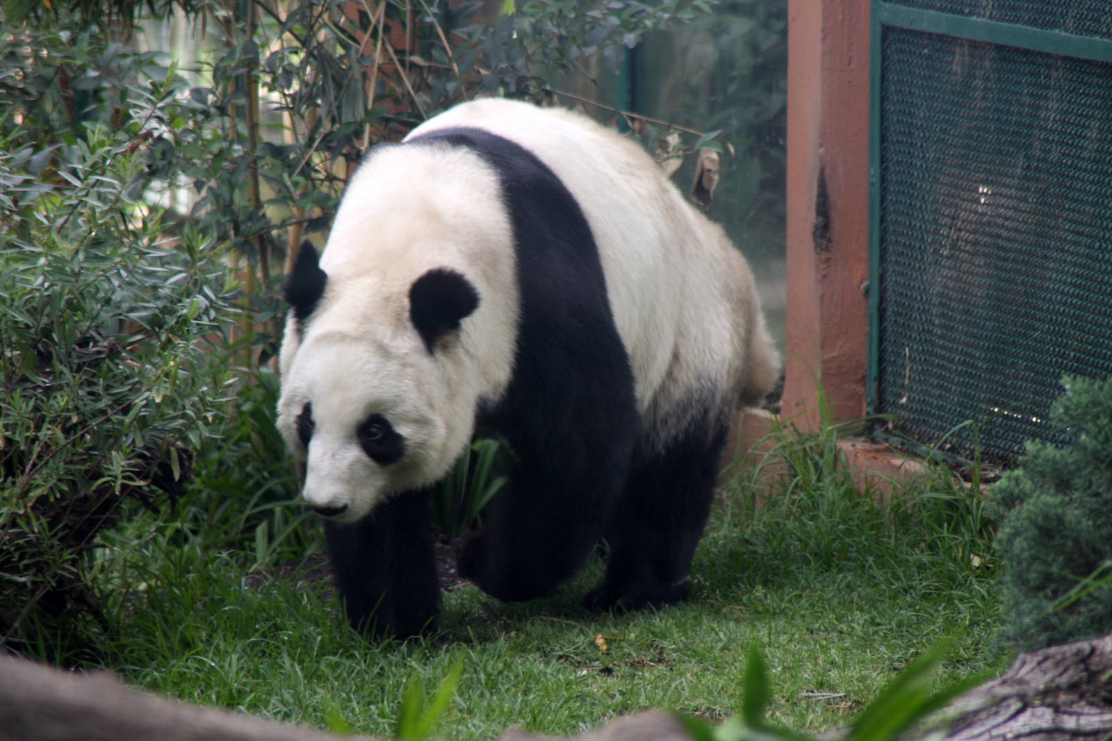 2013 Chapultepec Zoo