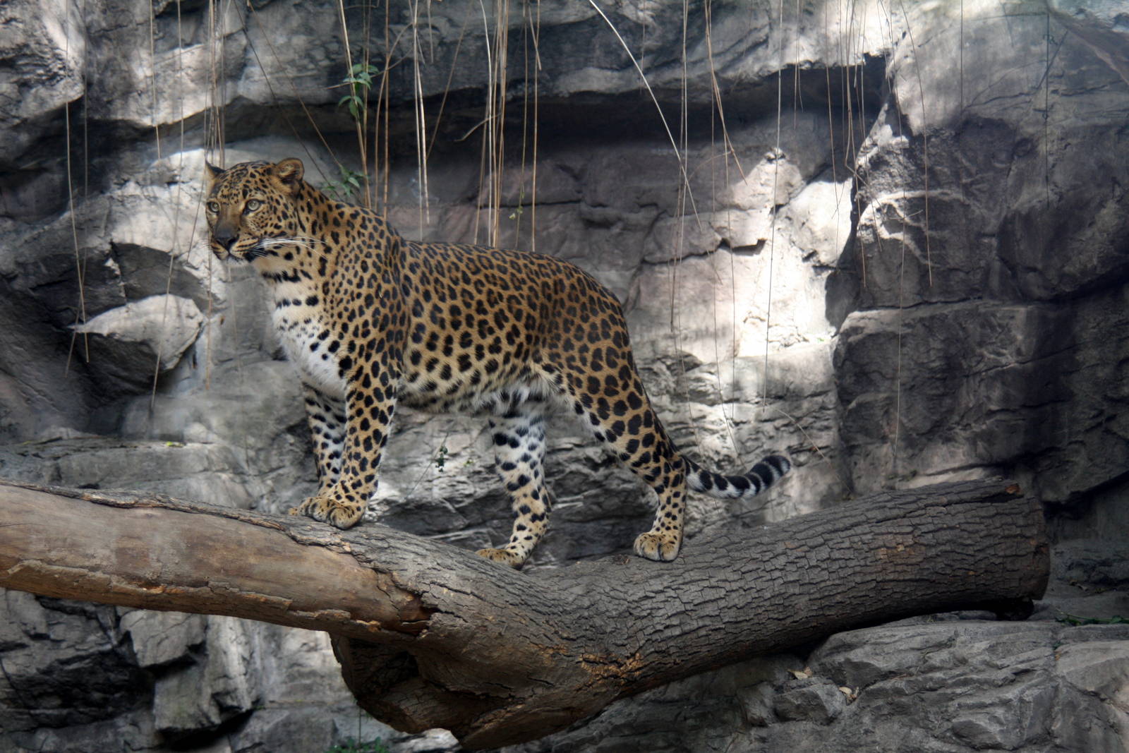 2013 Chapultepec Zoo