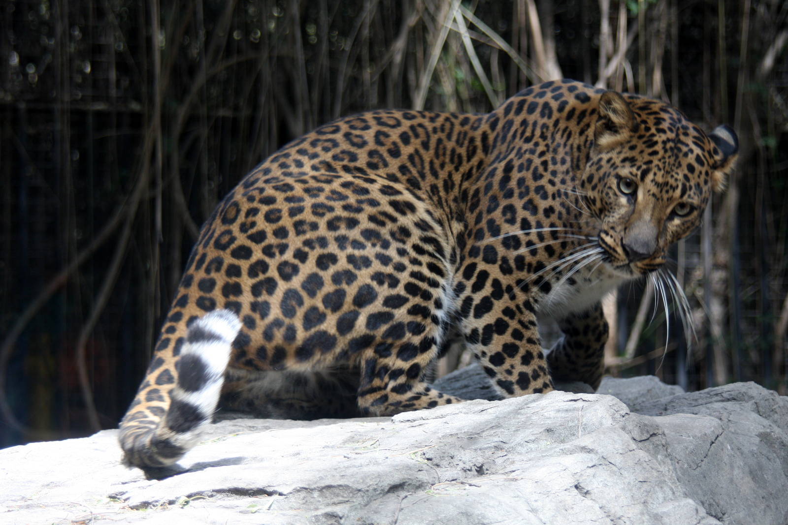 2013 Chapultepec Zoo