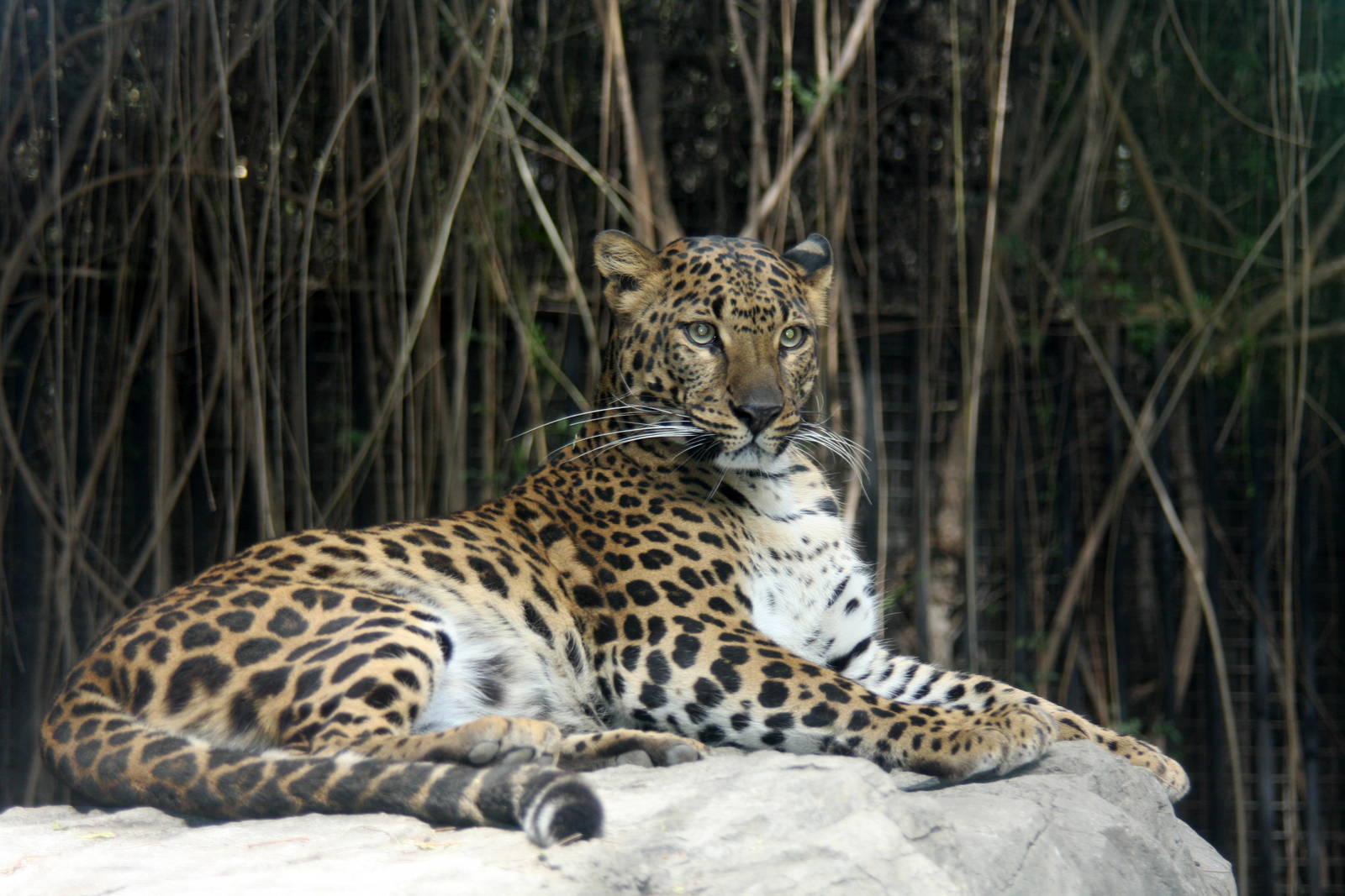 2013 Chapultepec Zoo