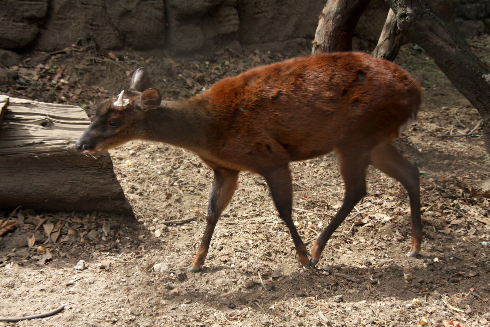 2013 Chapultepec Zoo