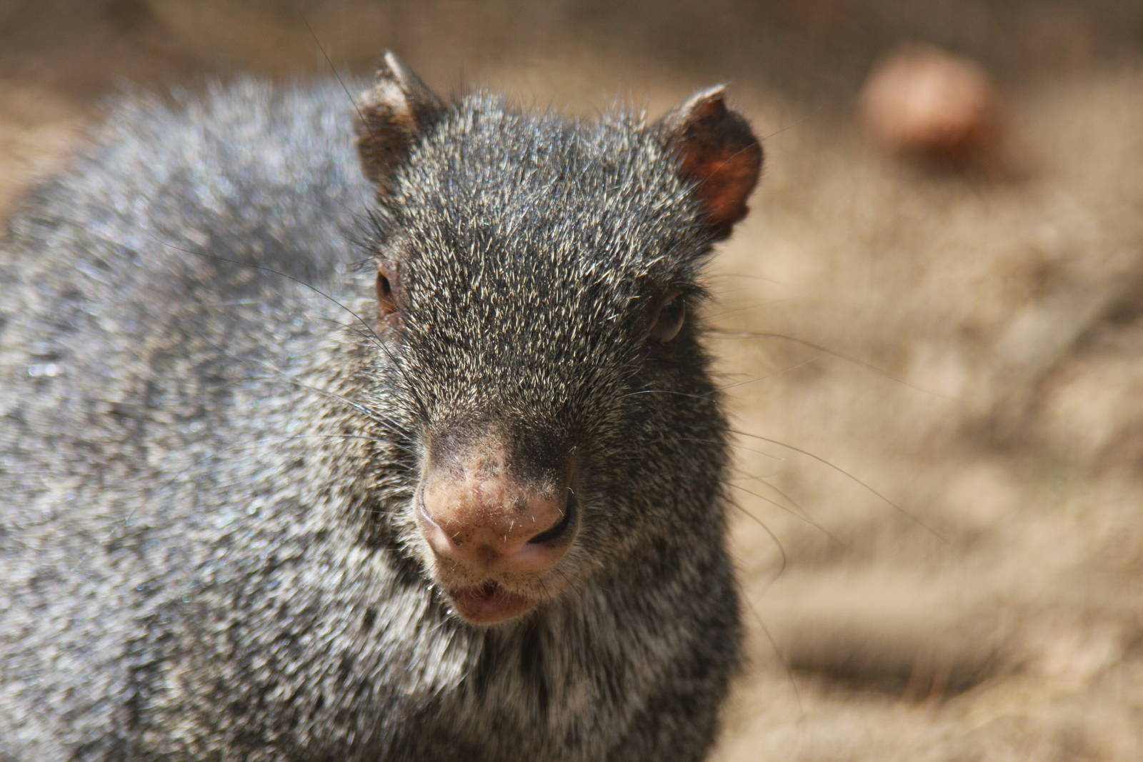2013 Chapultepec Zoo