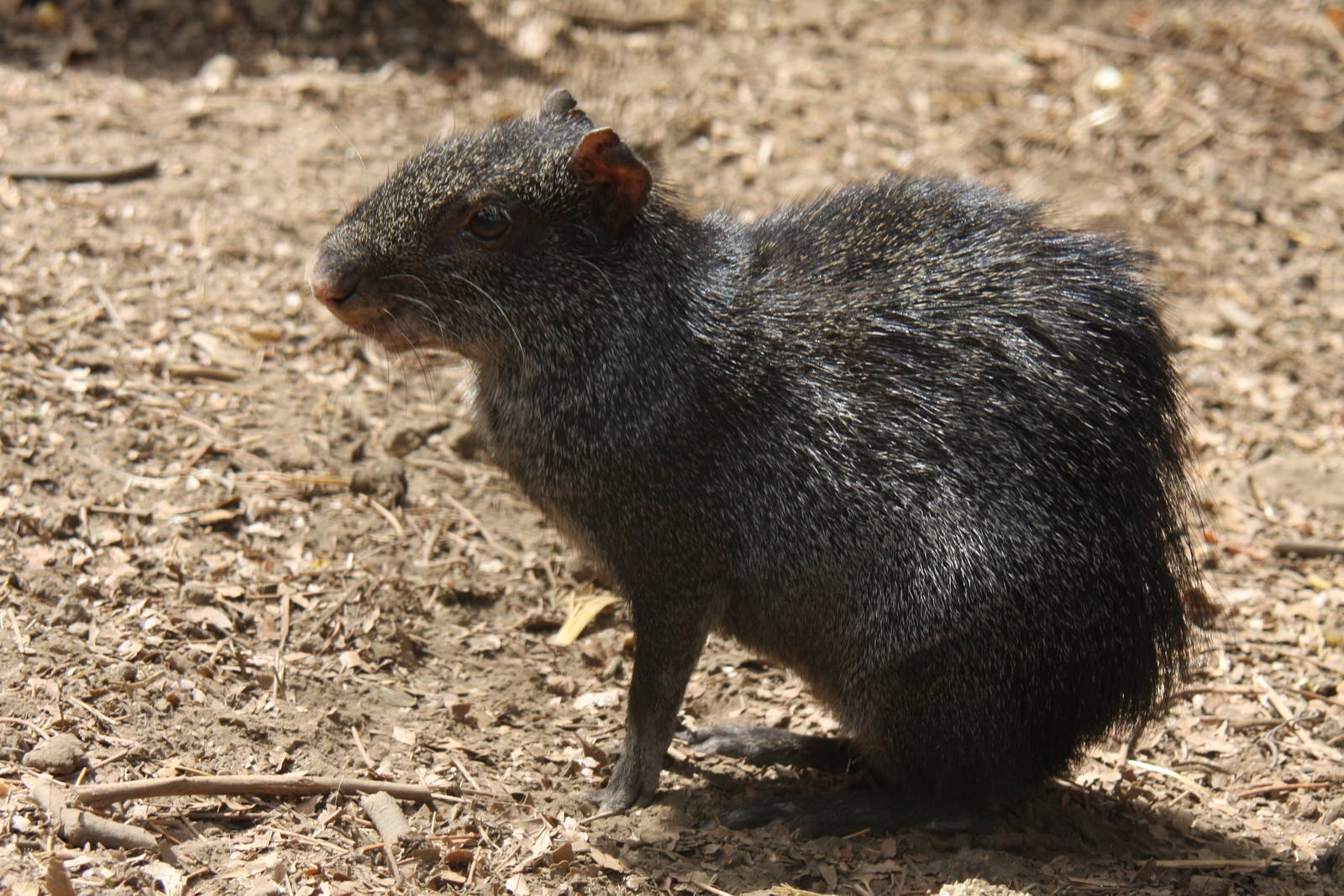 2013 Chapultepec Zoo