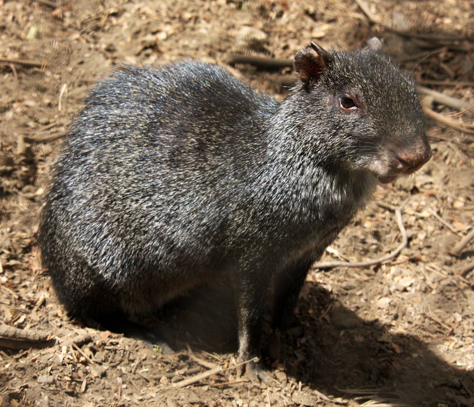 2013 Chapultepec Zoo