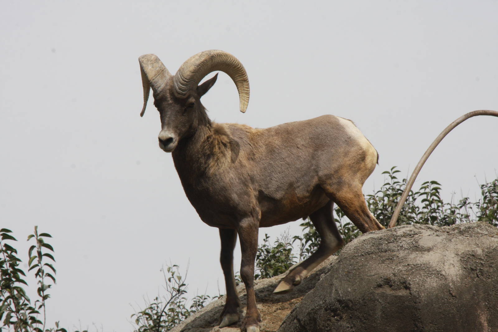 2013 Chapultepec Zoo