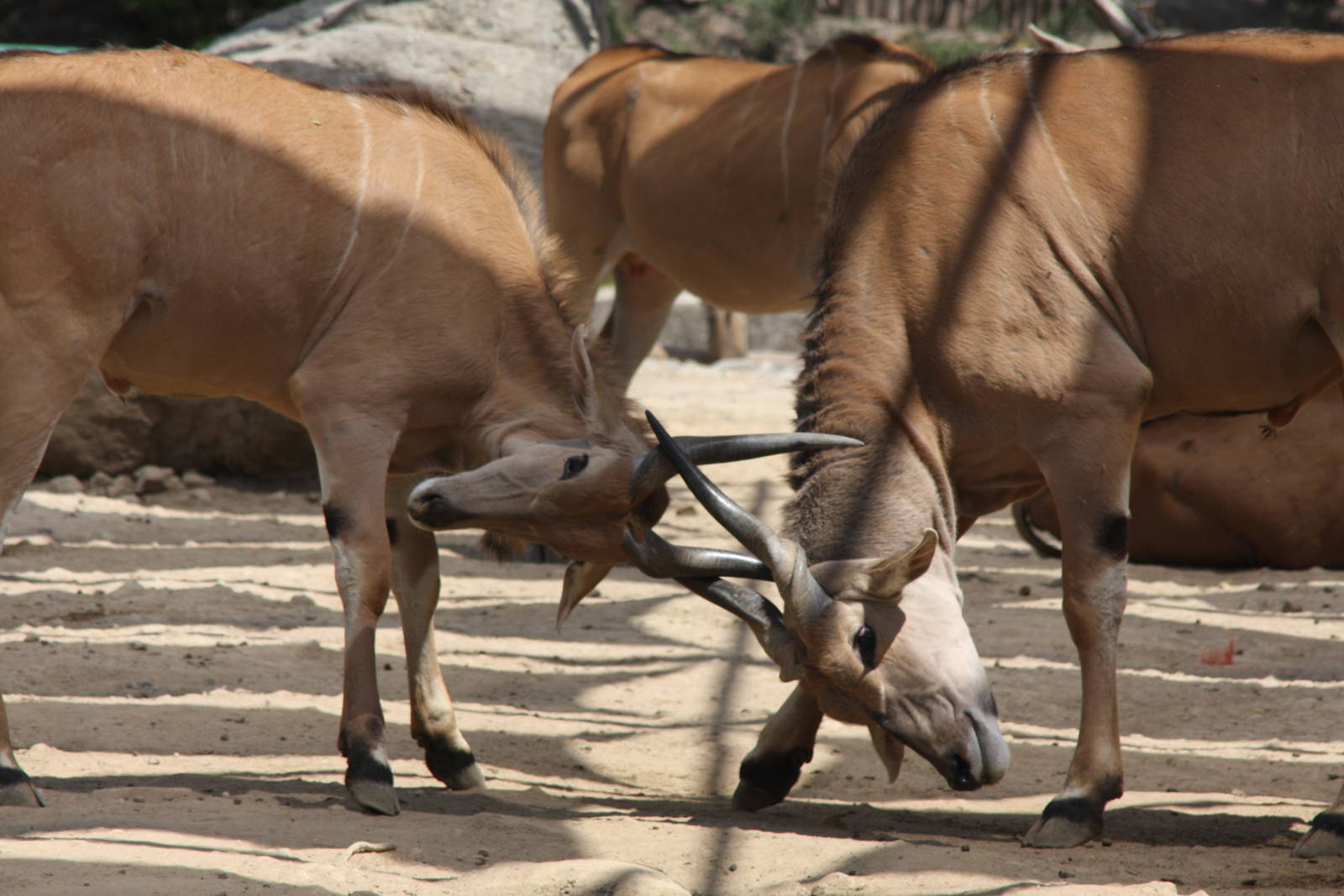 2013 Chapultepec Zoo