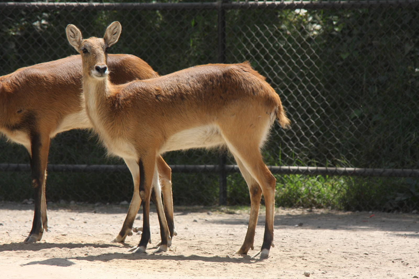 2013 Chapultepec Zoo