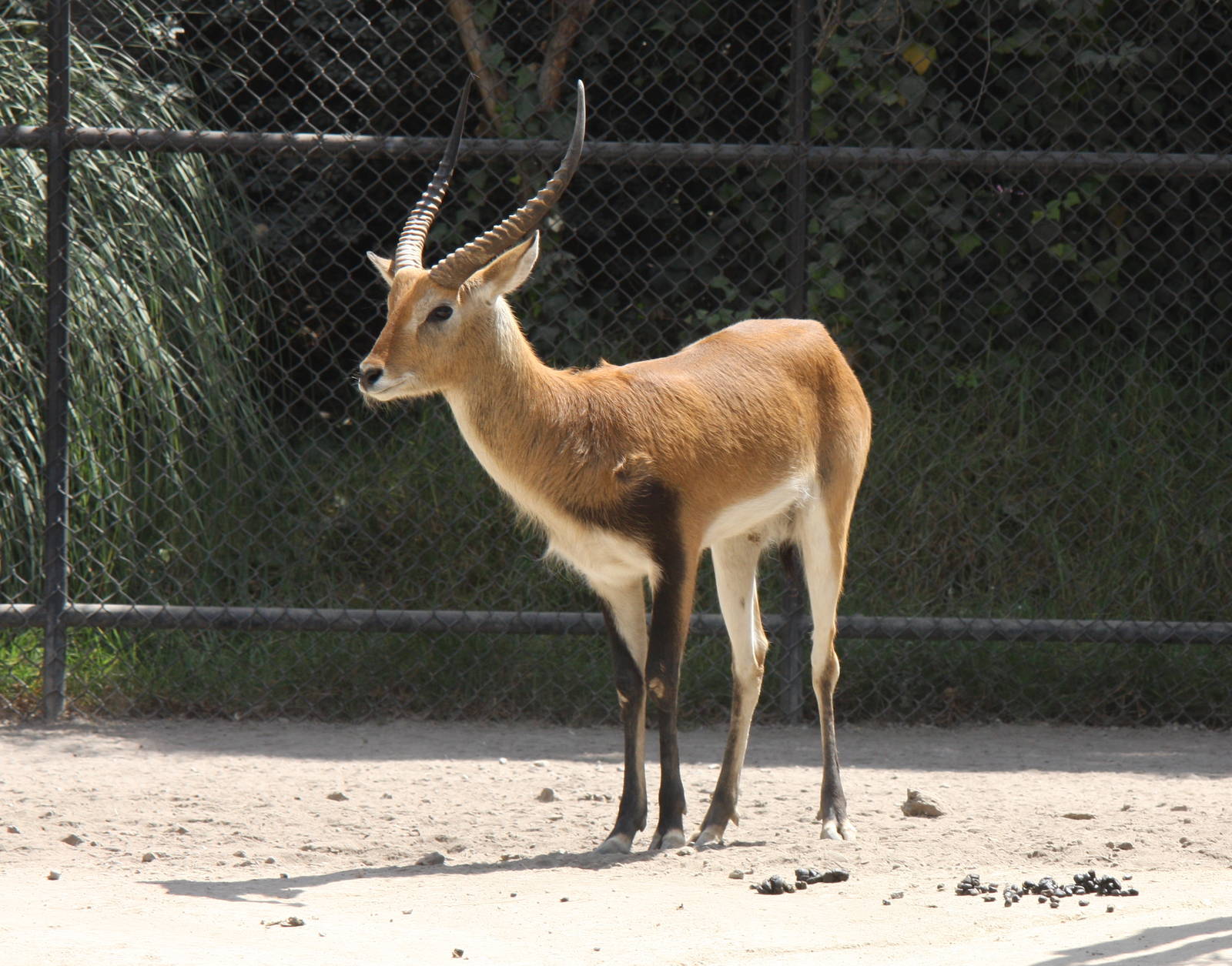 2013 Chapultepec Zoo