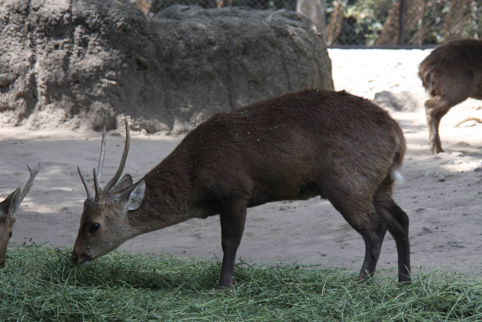 2013 Chapultepec Zoo