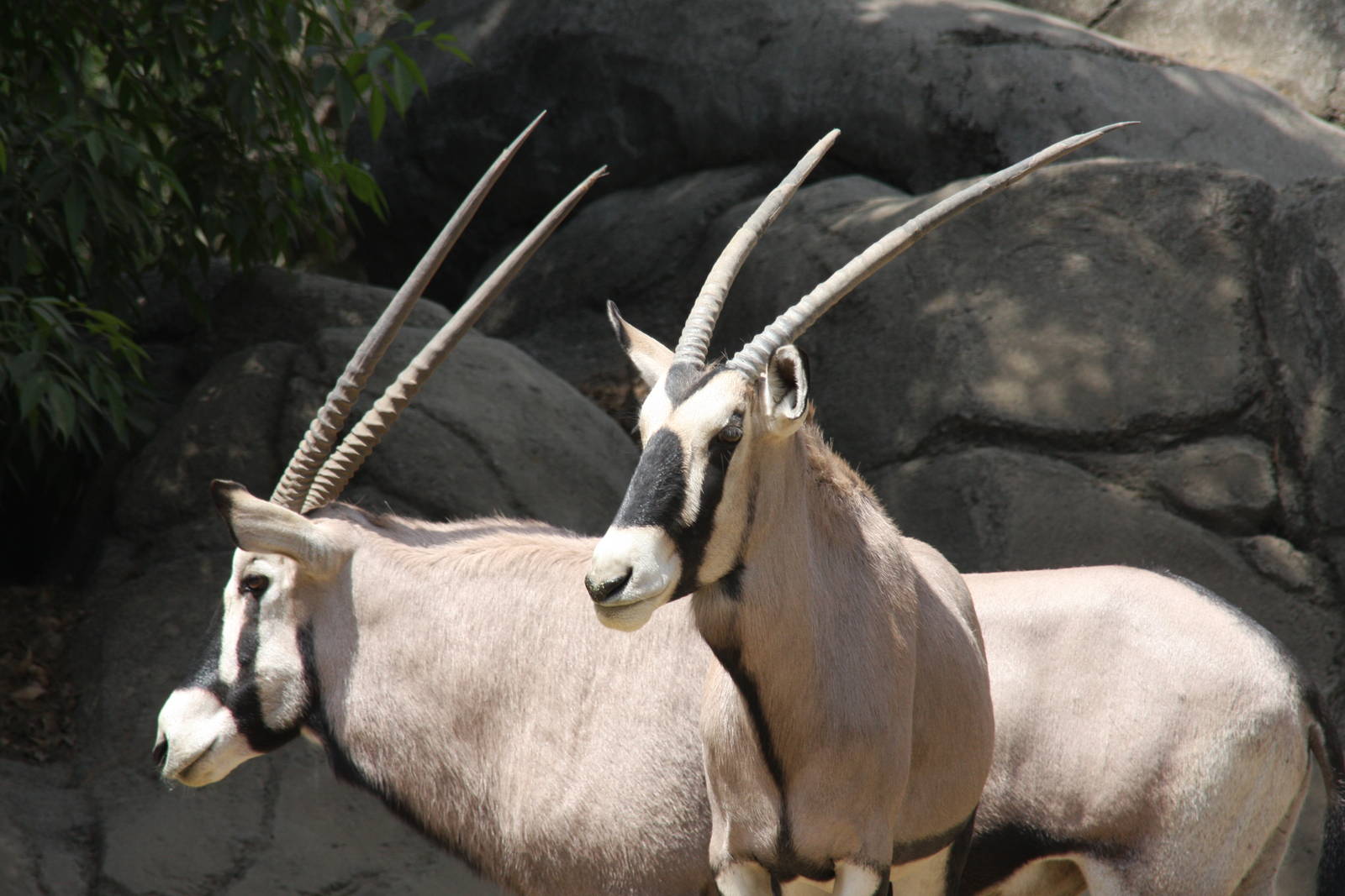 2013 Chapultepec Zoo