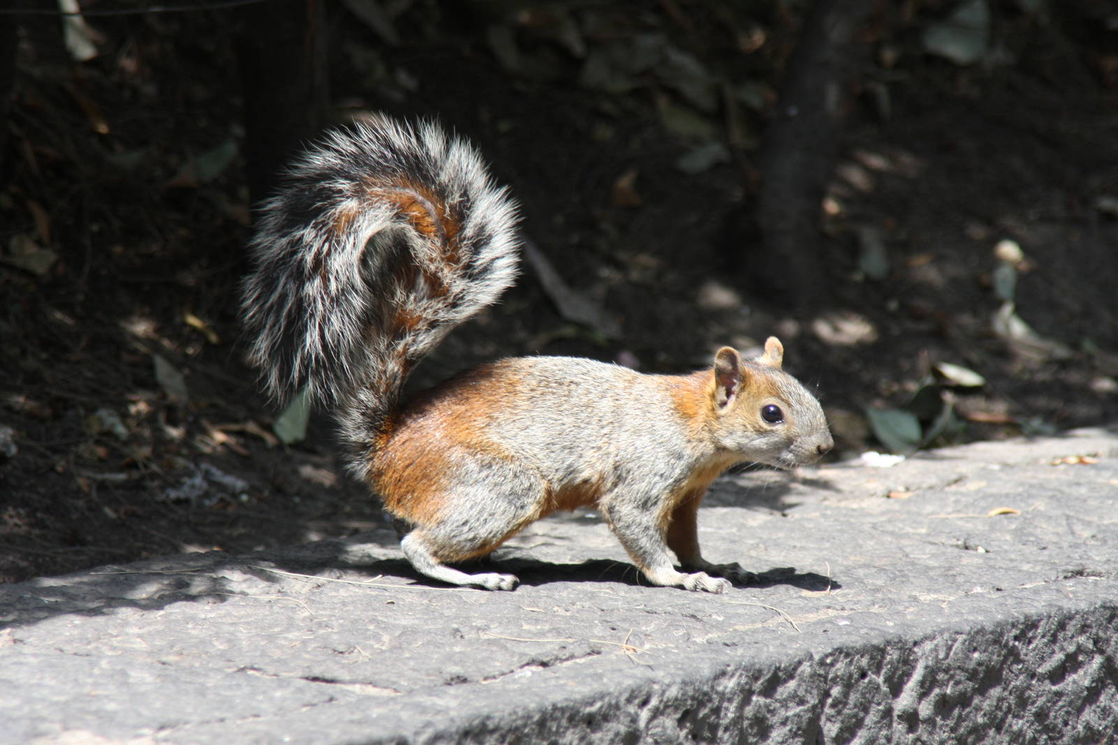 2013 Chapultepec Zoo